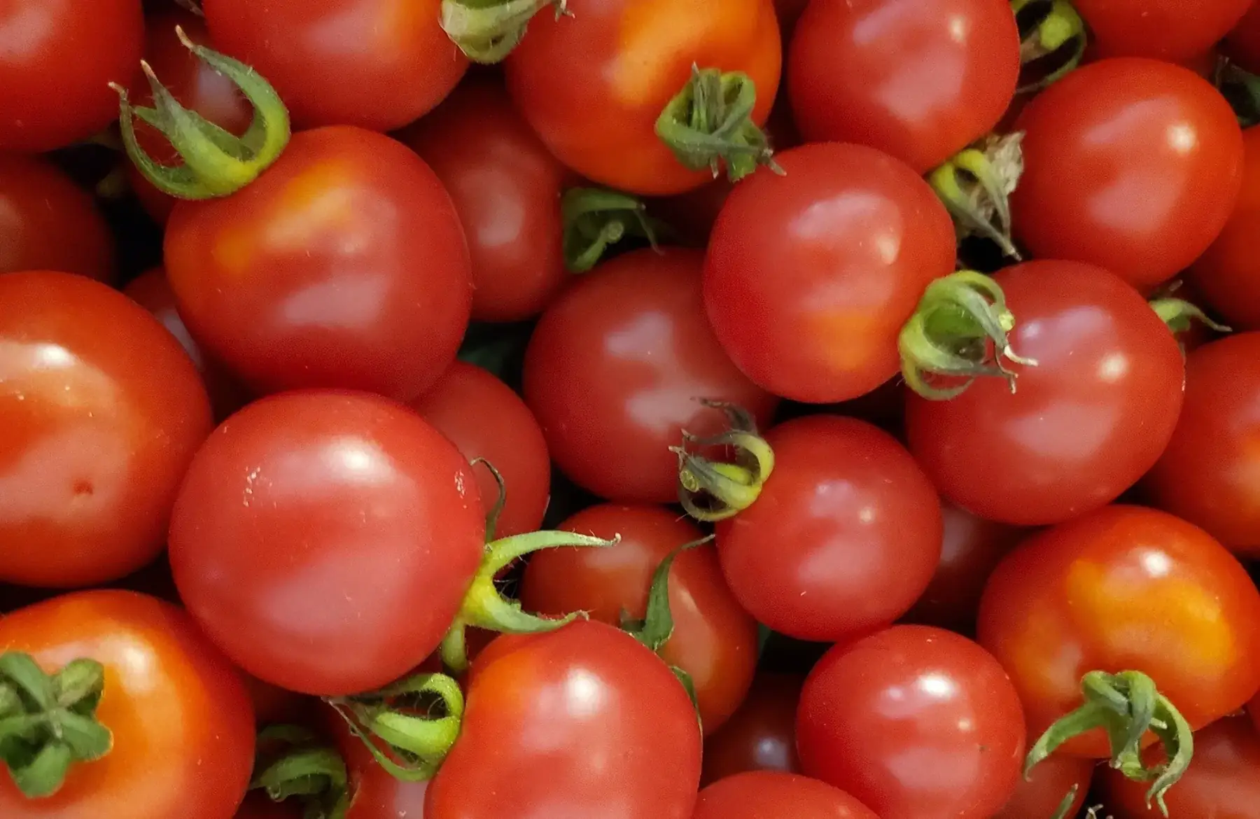 tomate ronde