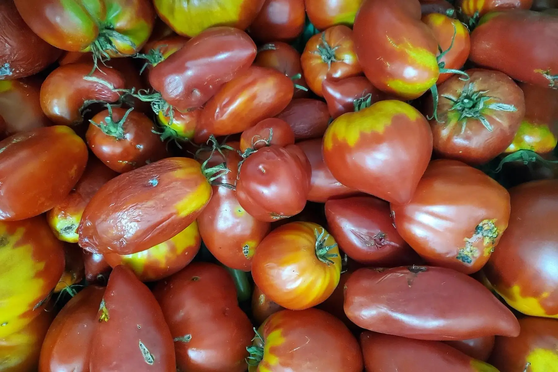 Tomate à coulis 5kg
