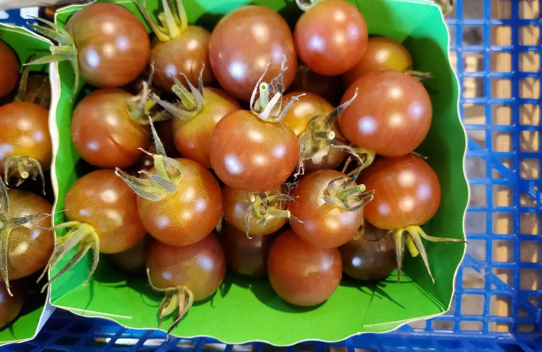 tomate cerise