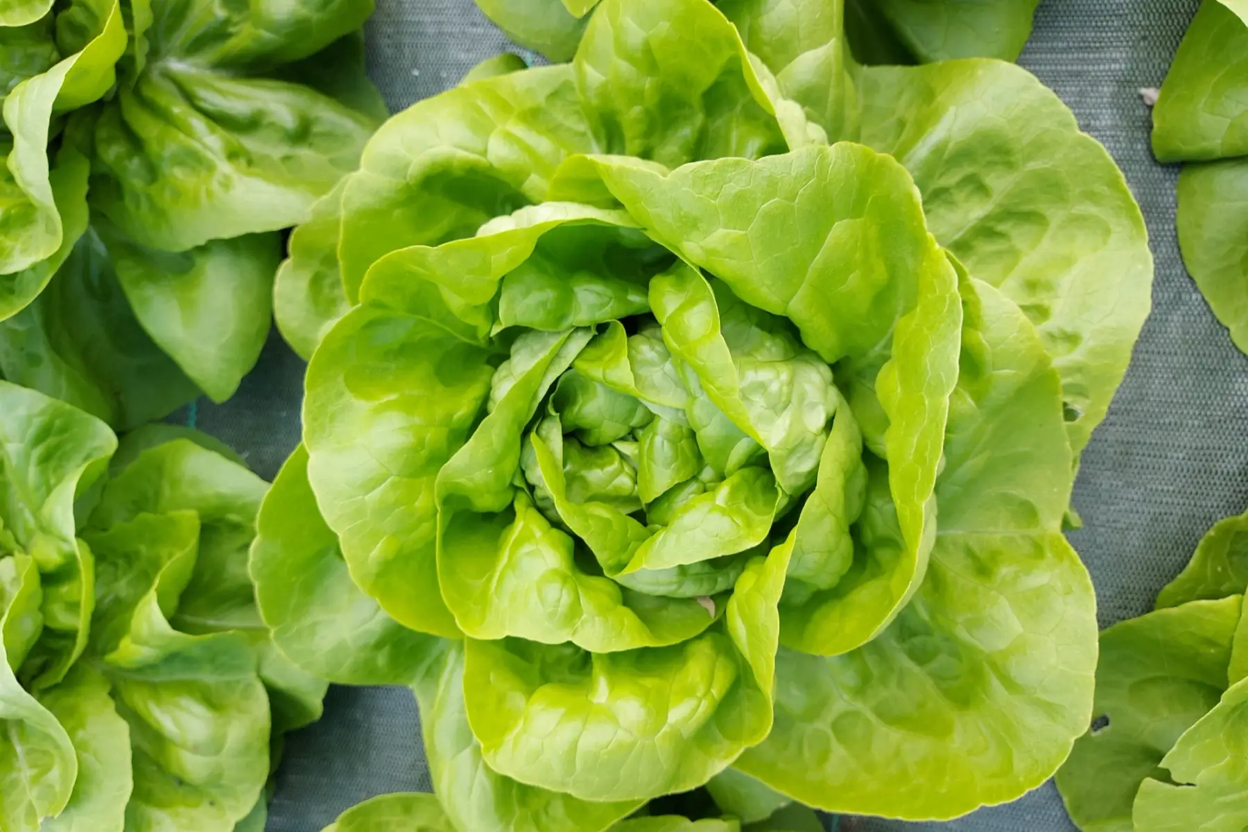 salade laitue