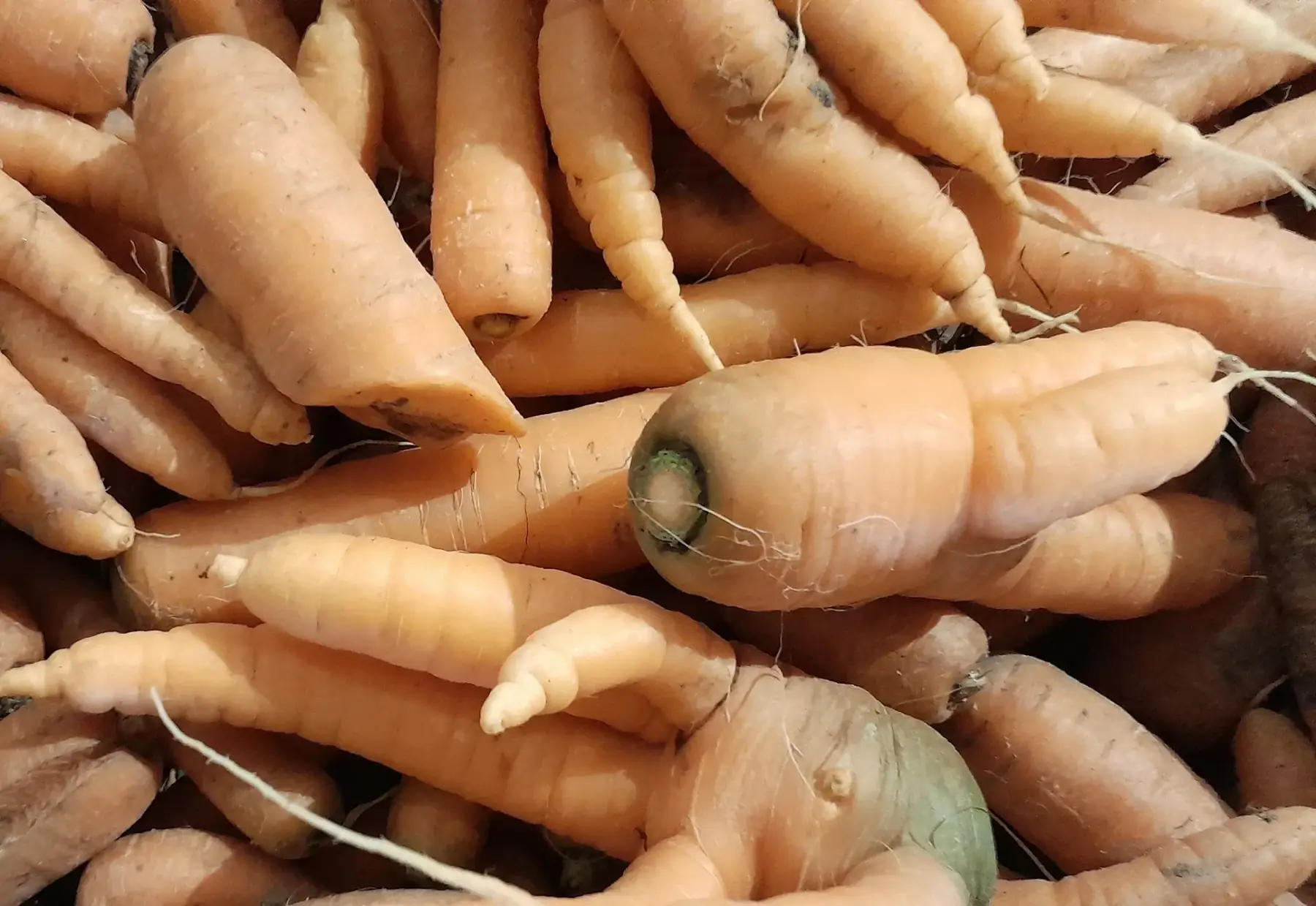 carotte anti gaspi 1kg