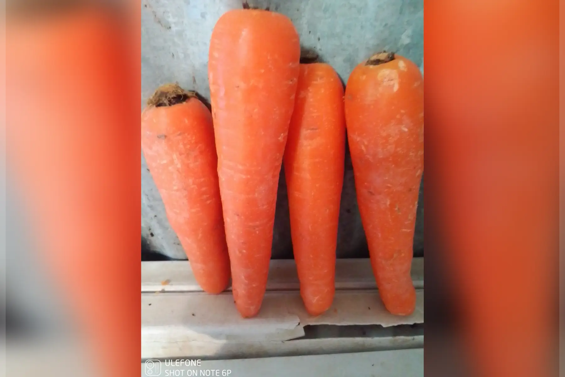 carotte