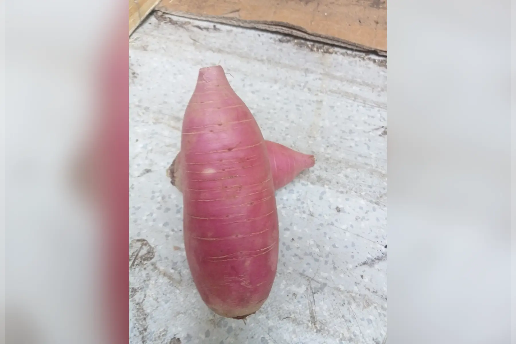 radis asiatique rose