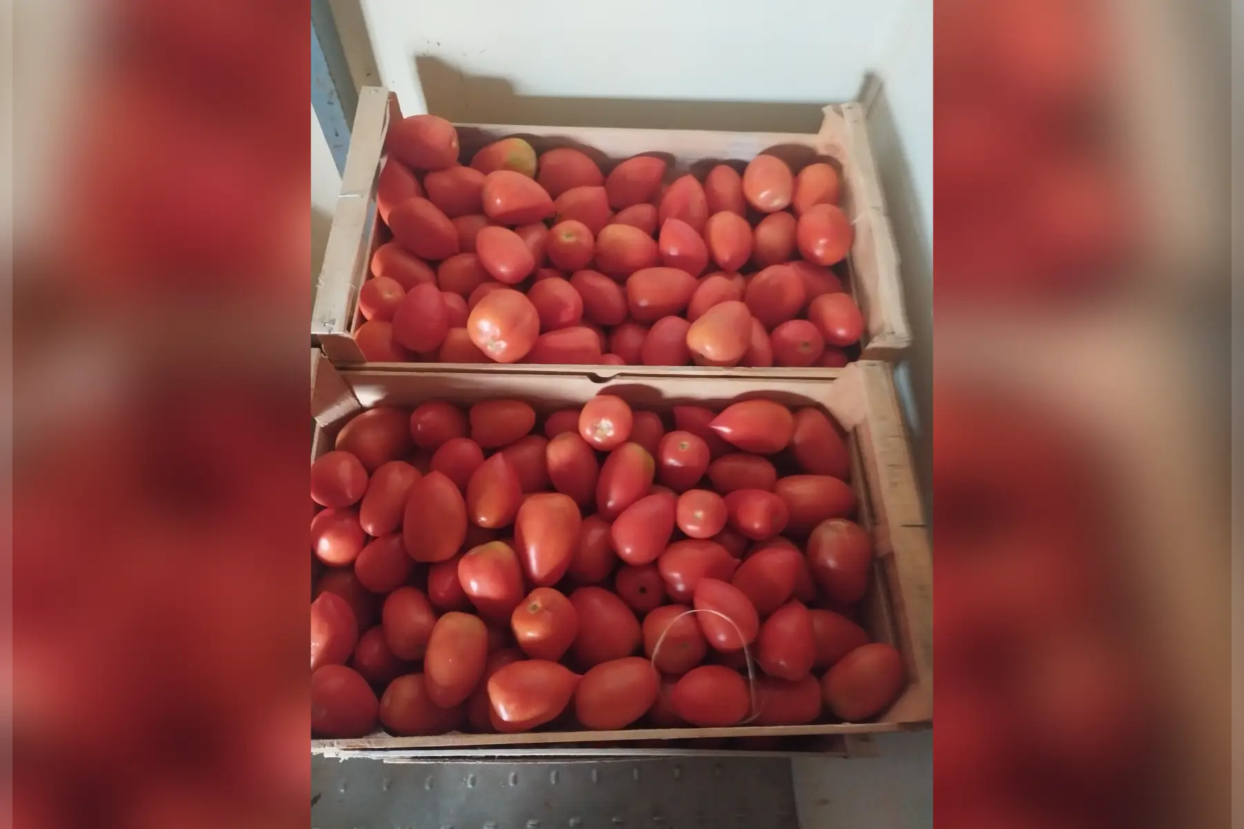 Tomate roma. sauce ou salade