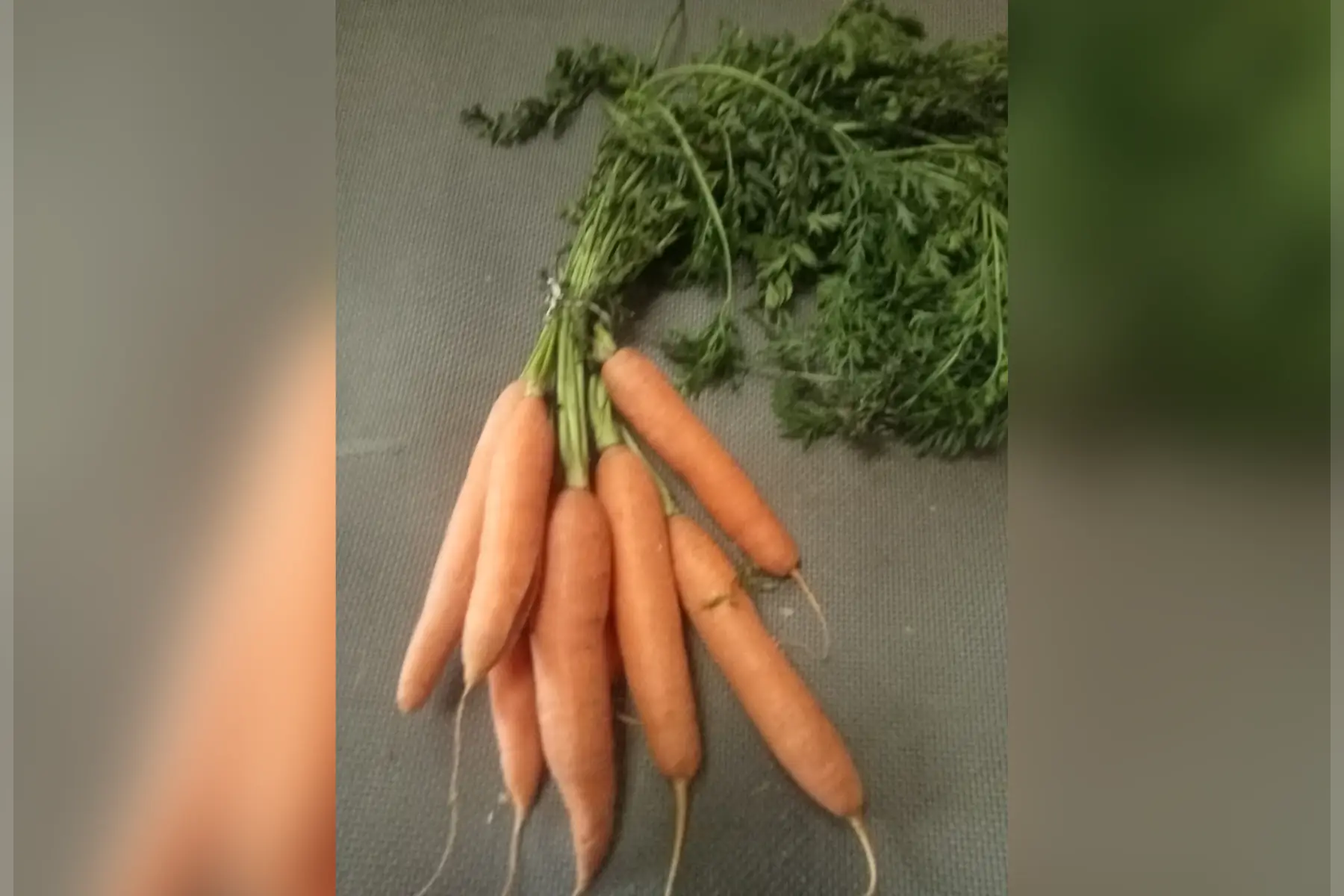 jerome laborde (le jardin de bel air)