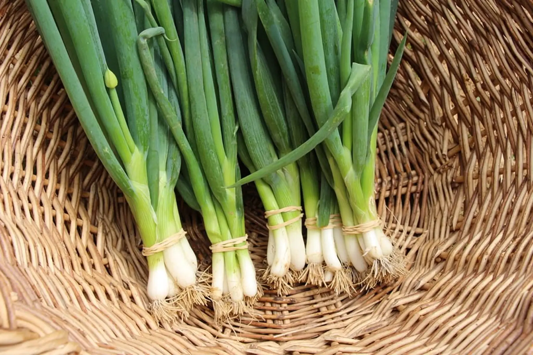 botte oignon cebette
