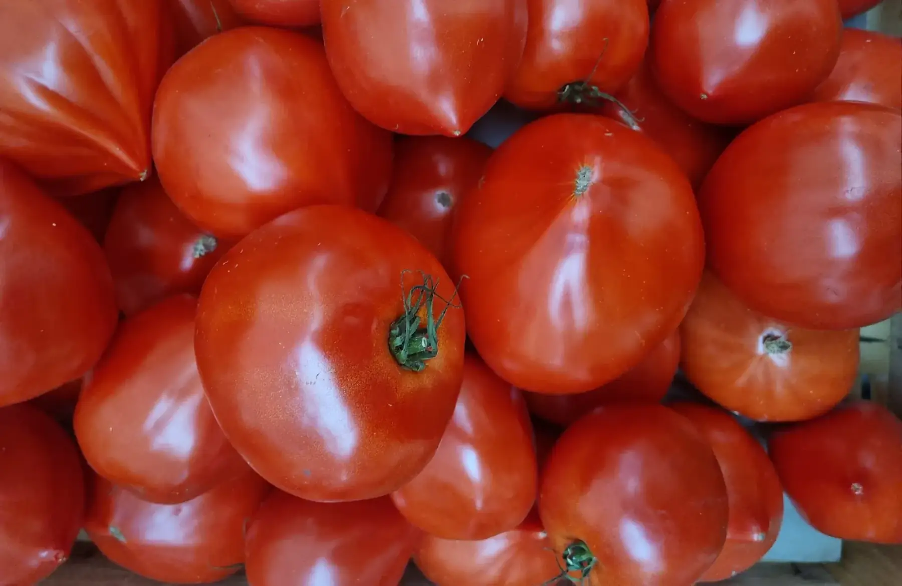 tomate cœur de bœuf