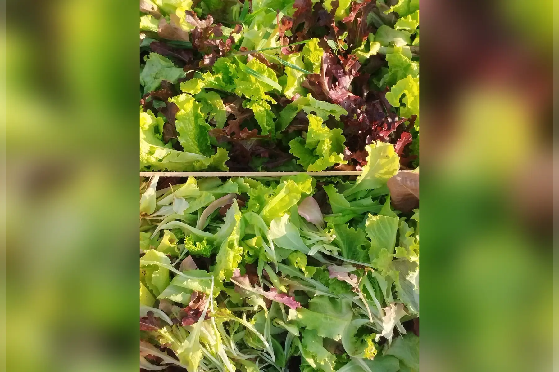 mesclun