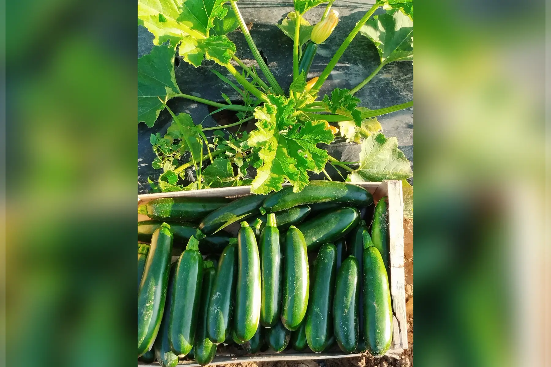 courgette plein champs