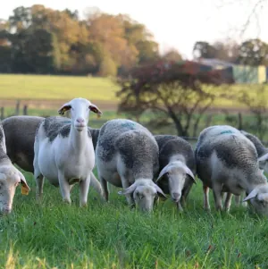 Bergerie Grain d'Orge