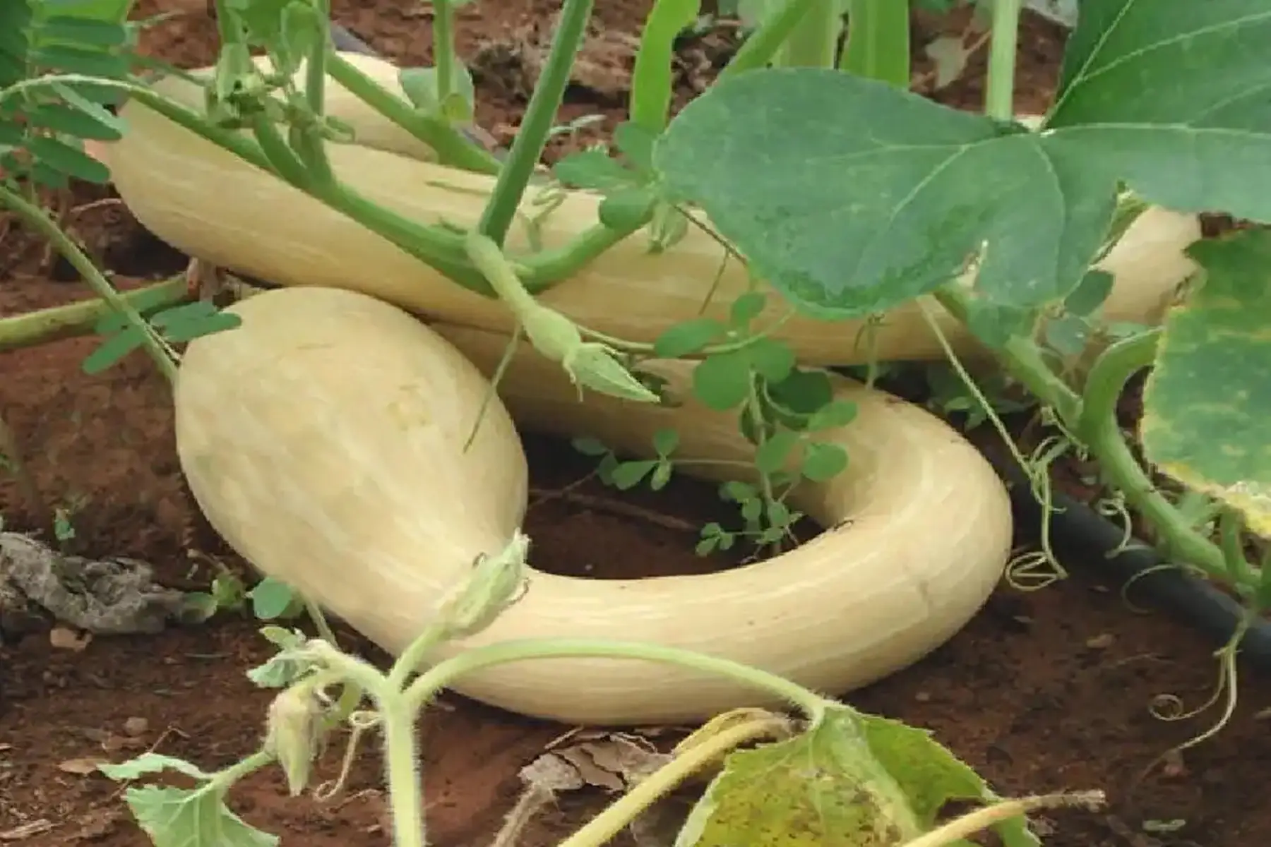 Courge Trompette d'Albenga