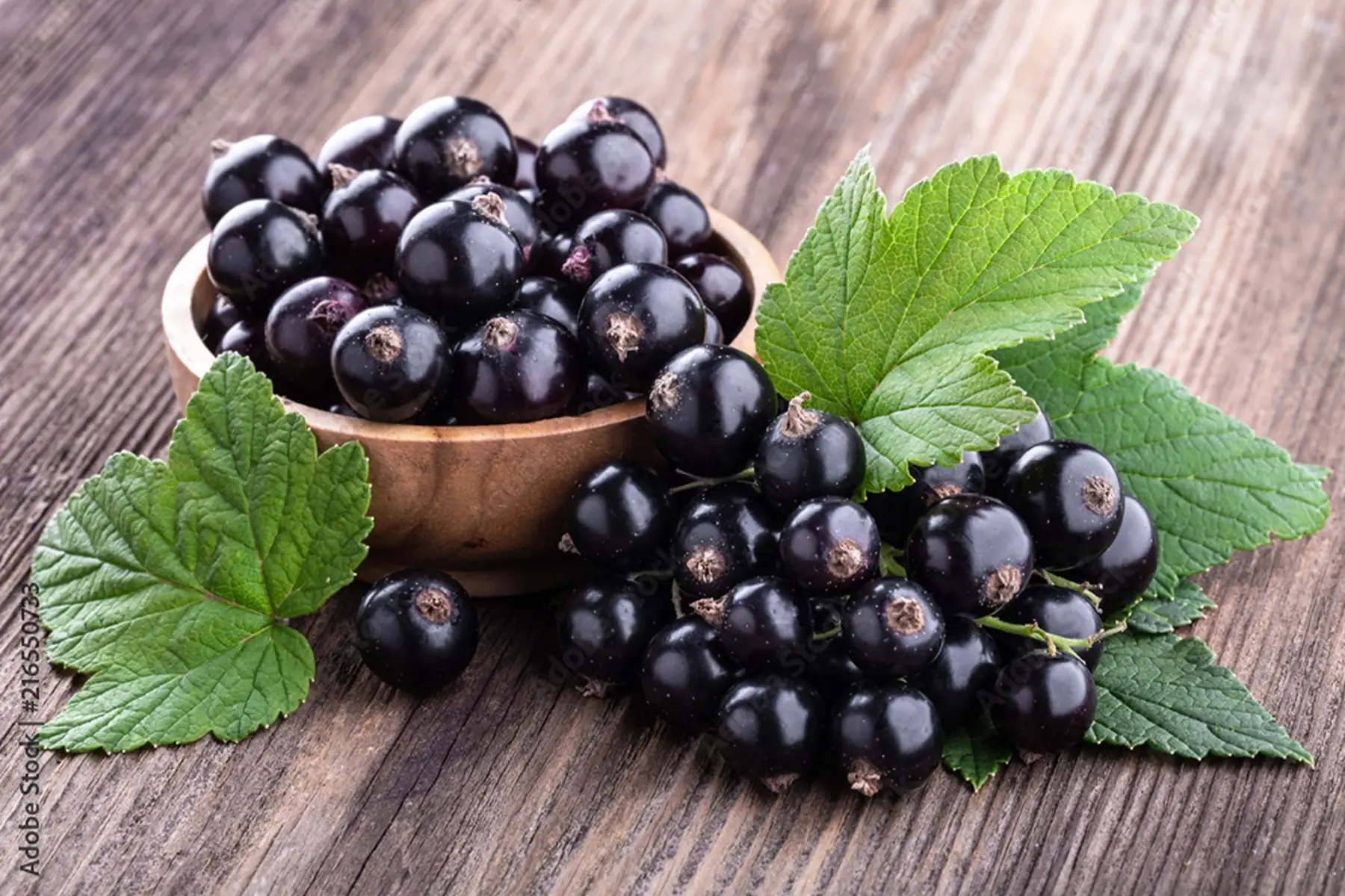 Cassis