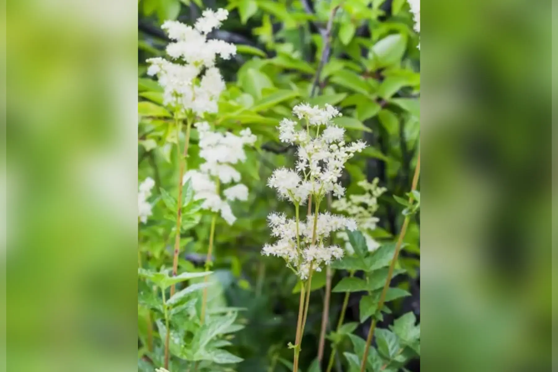 Glace à la reine des prés