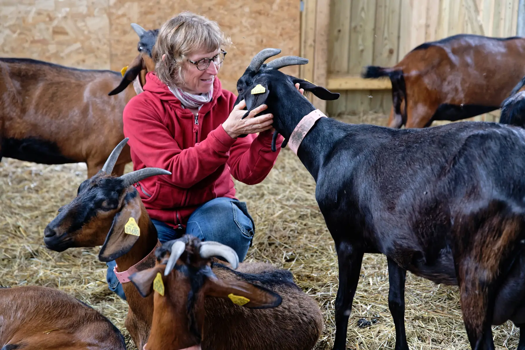 Chèvrerie de la Poterie