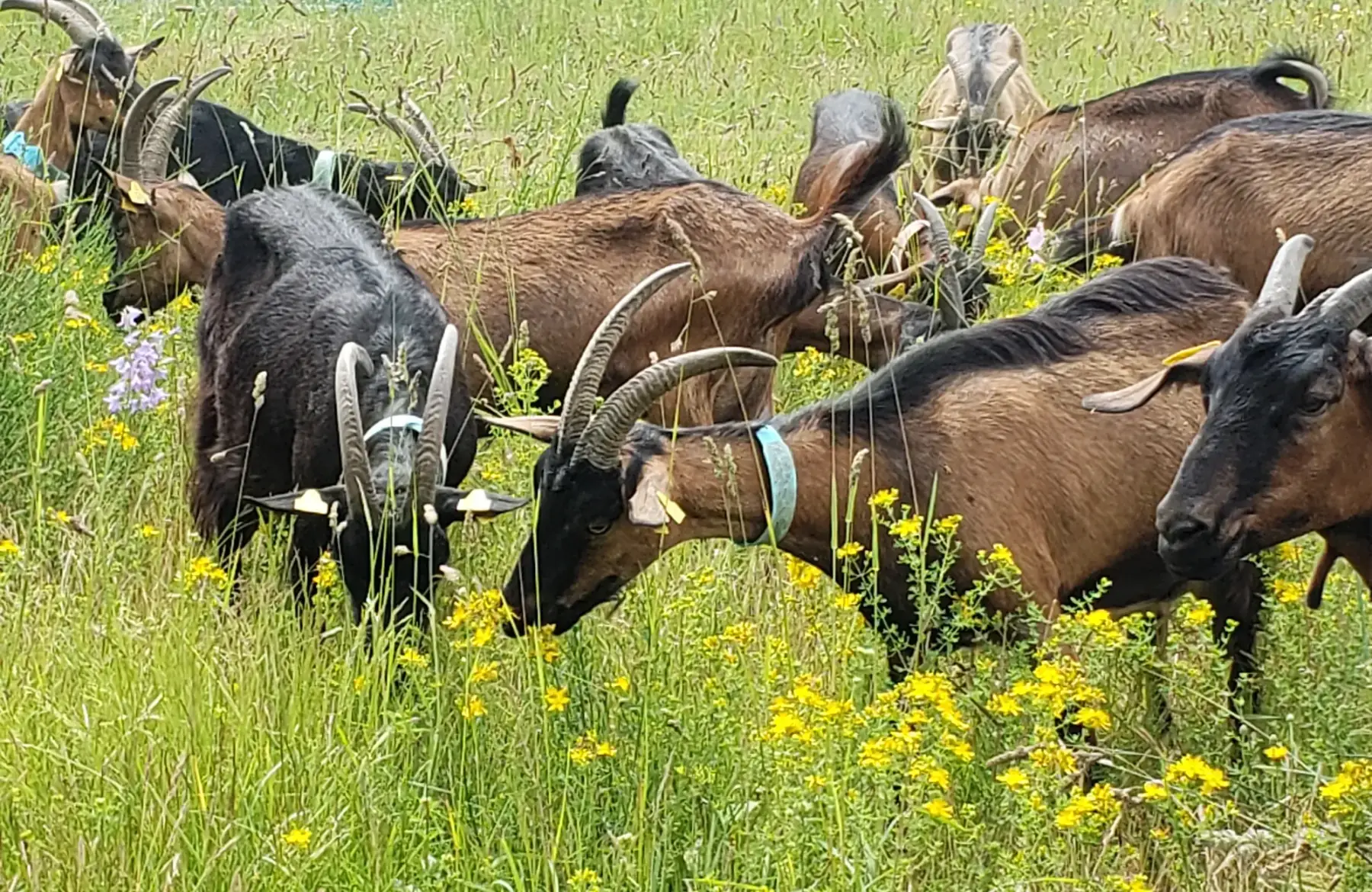 Chèvrerie de la Poterie