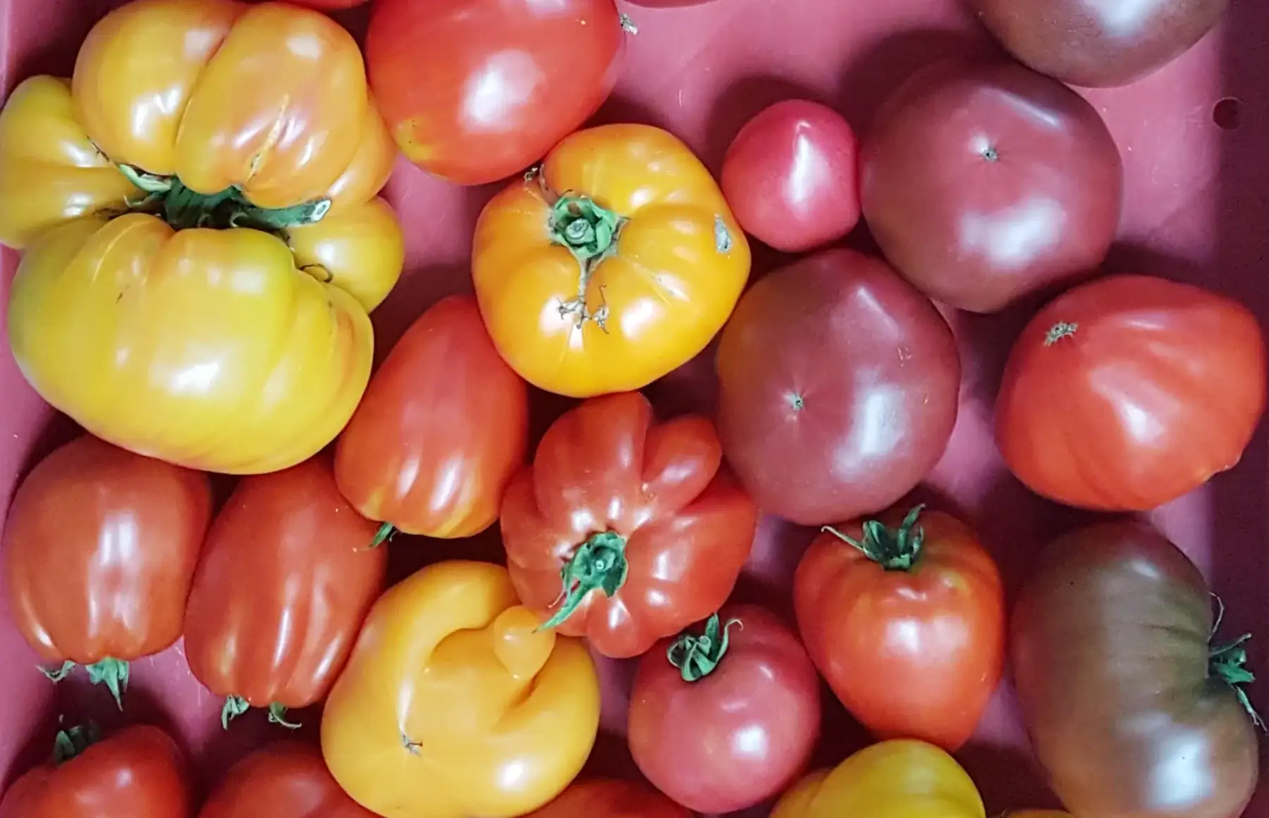 Tomate