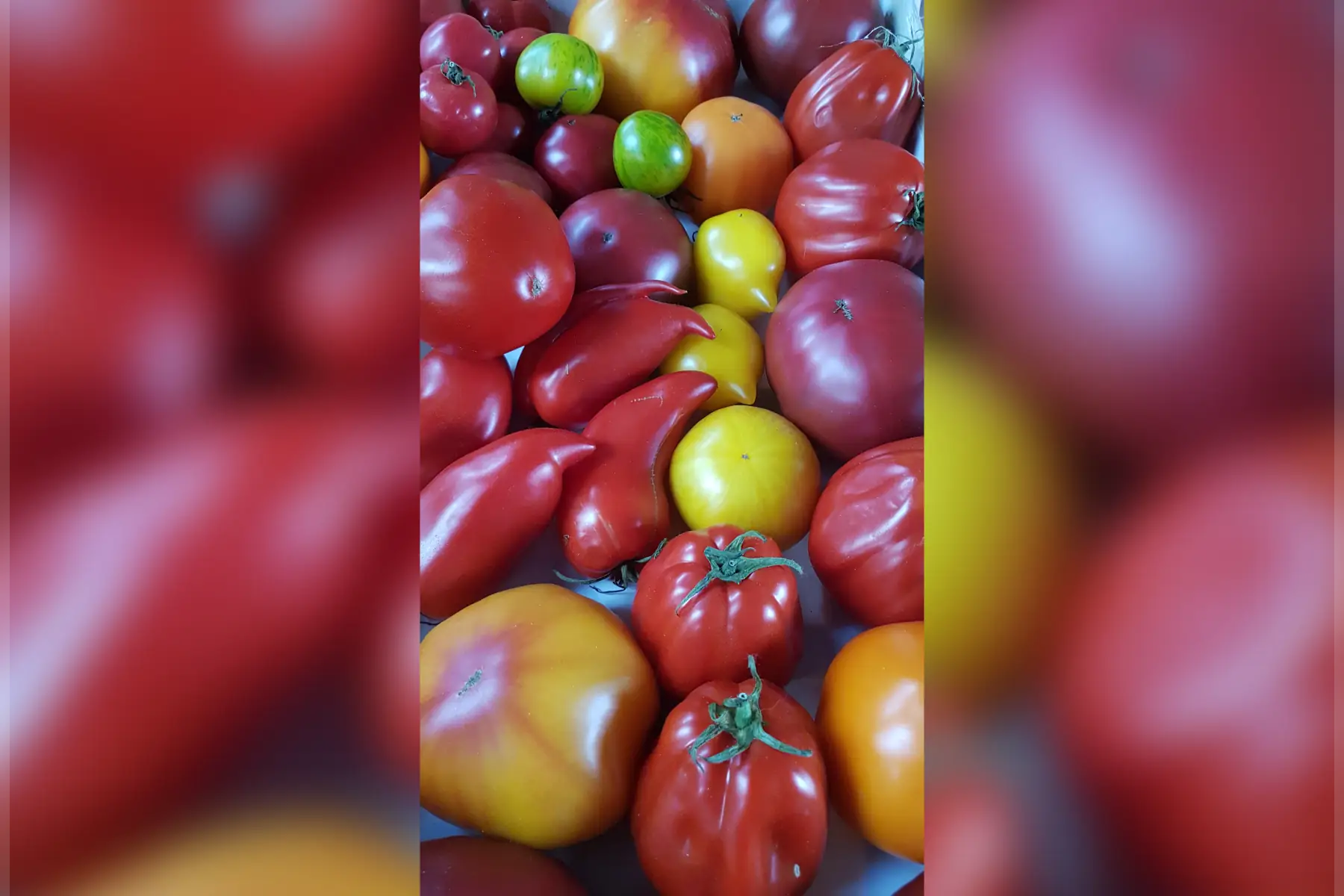 Colis de tomates anciennes