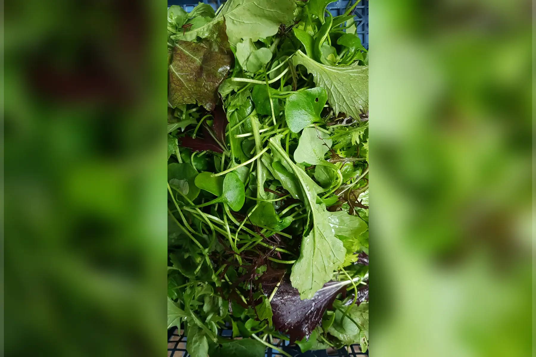 Mesclun