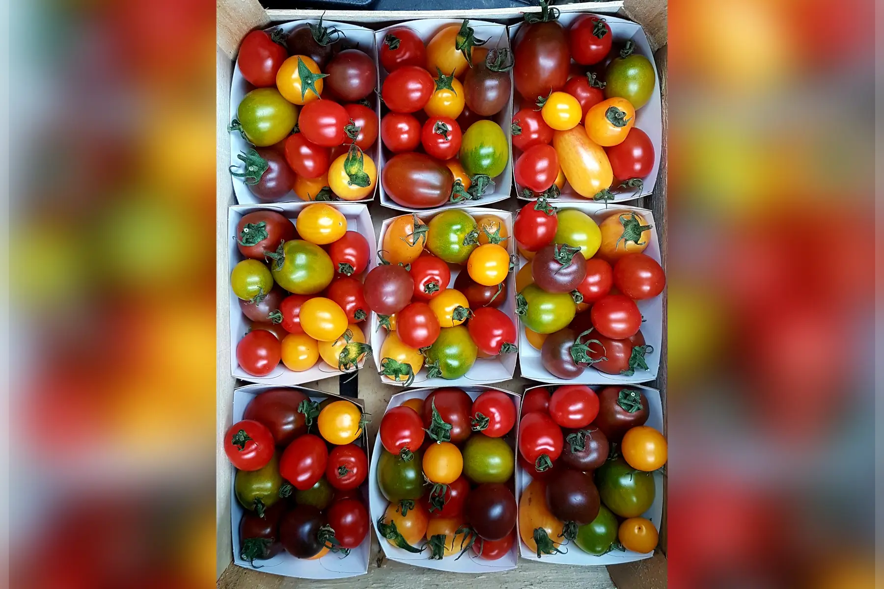 Tomate cerise