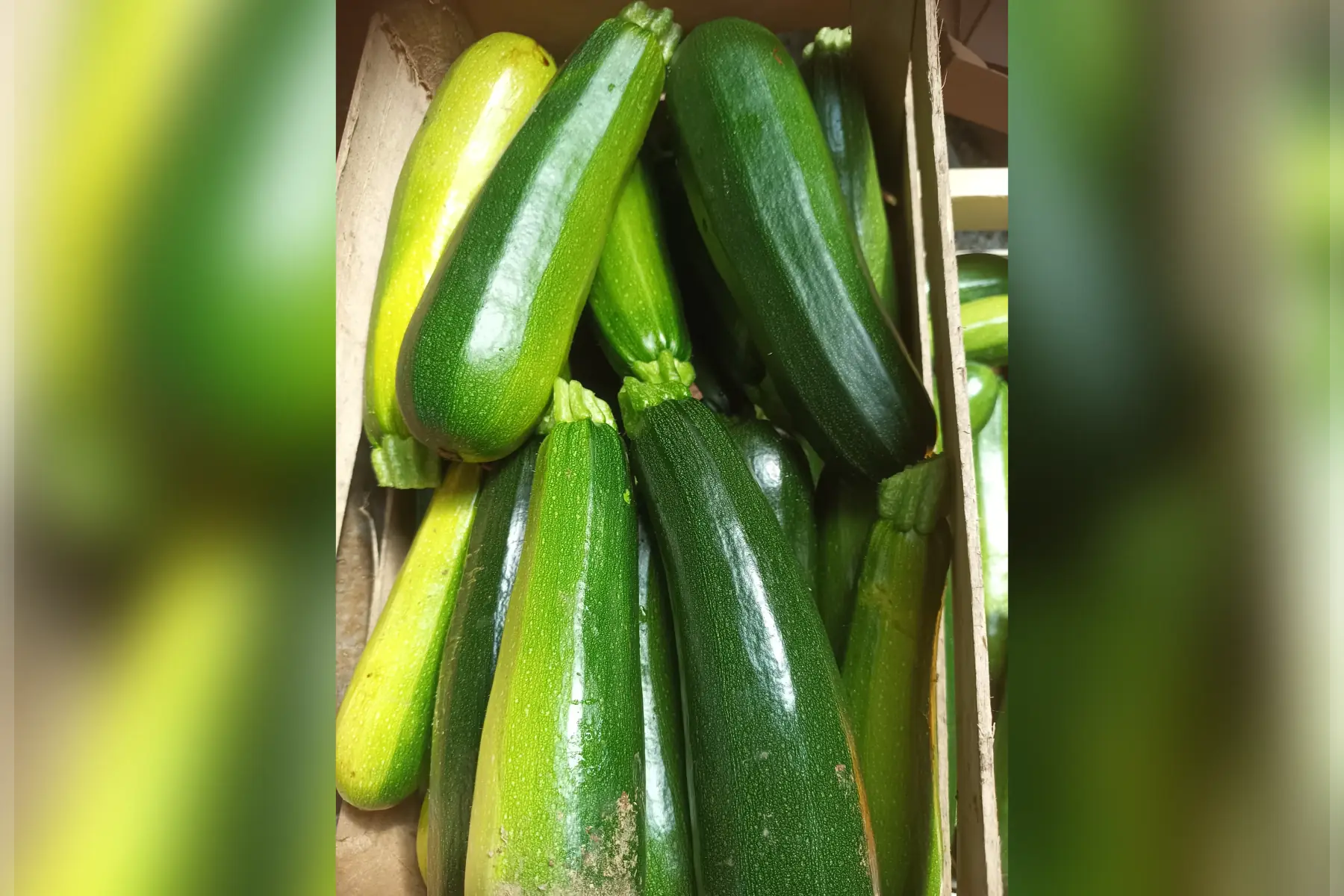 Courgette