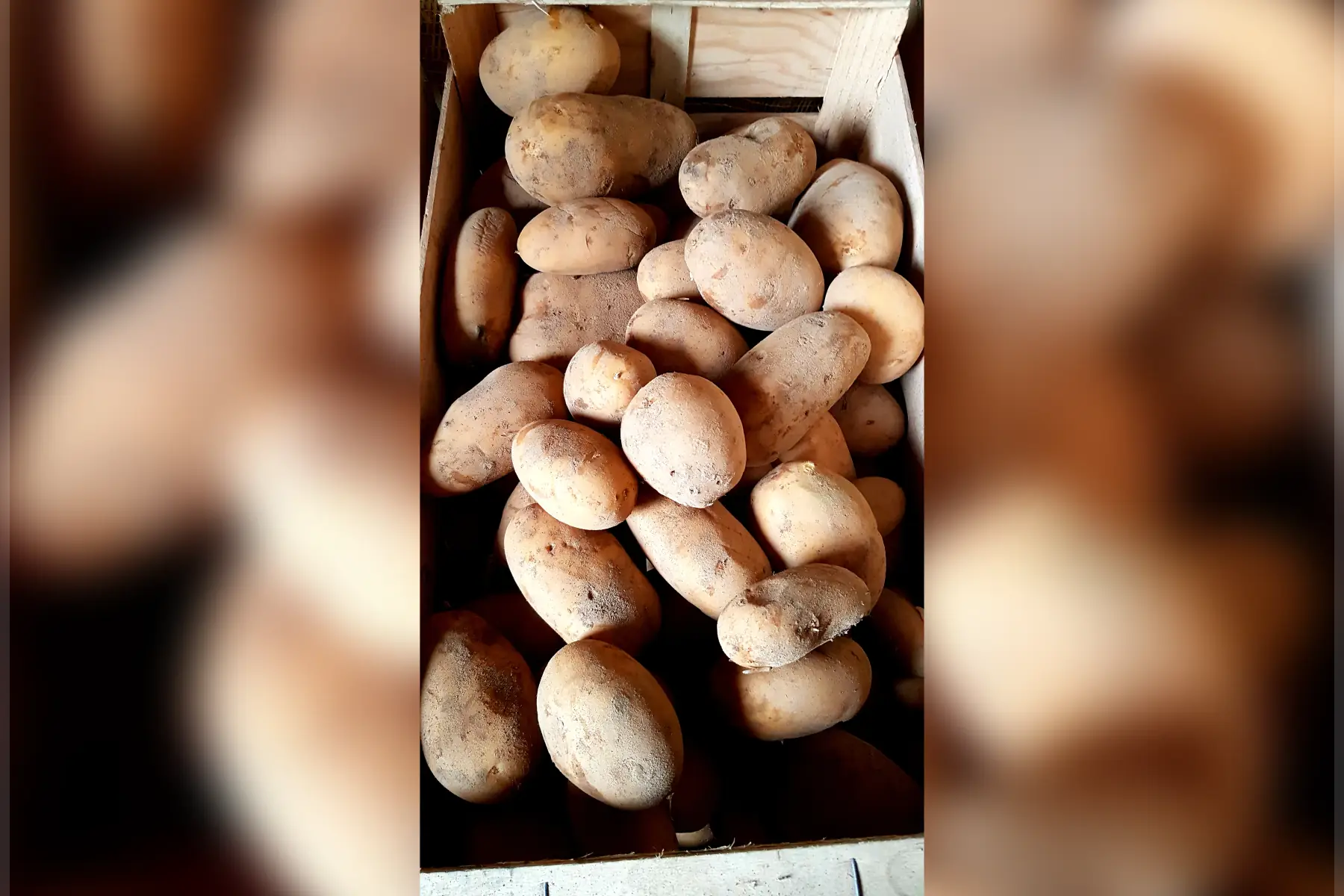 Pomme de terre ferme