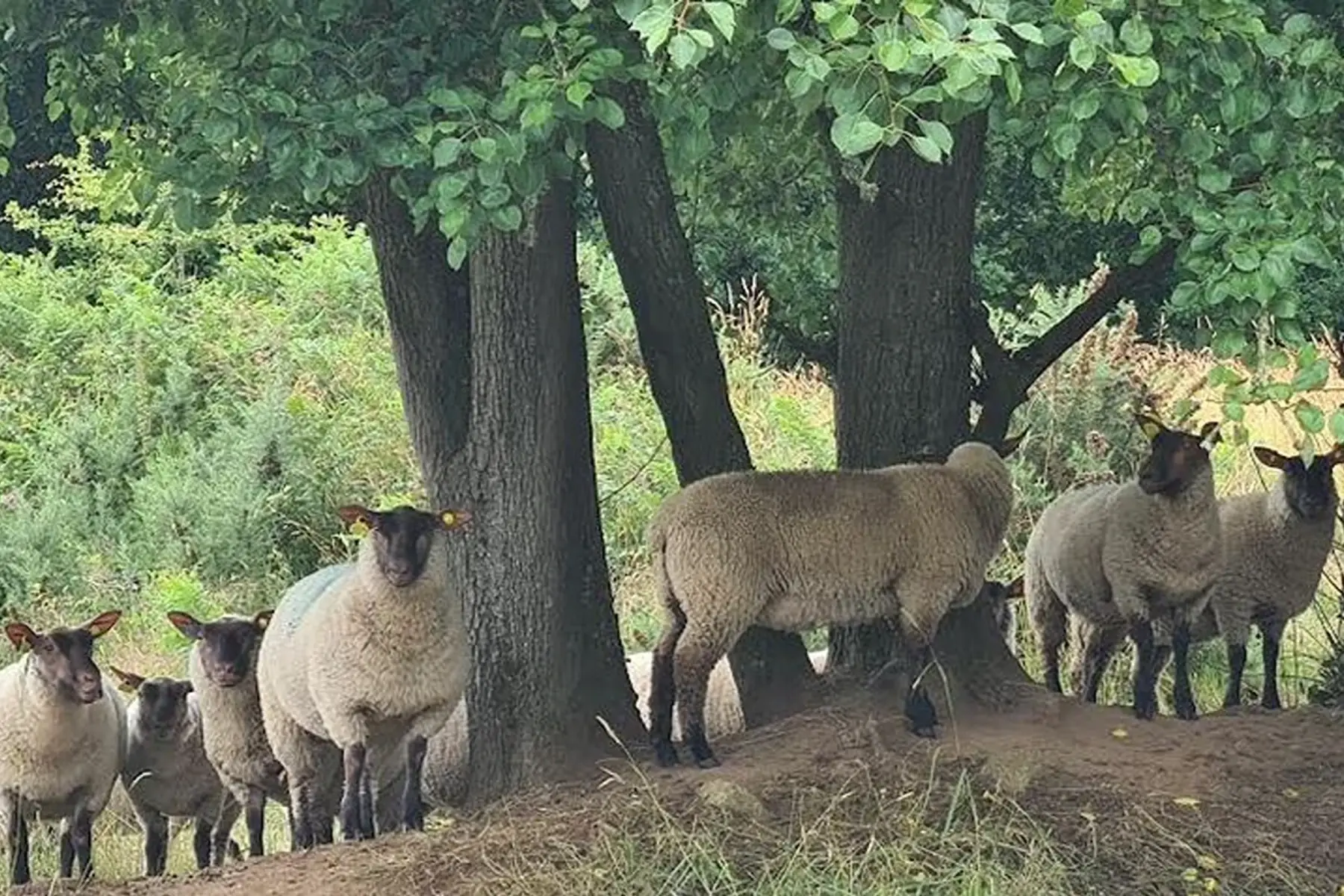 L' agneau du TREGOR , EARL de kervadeg