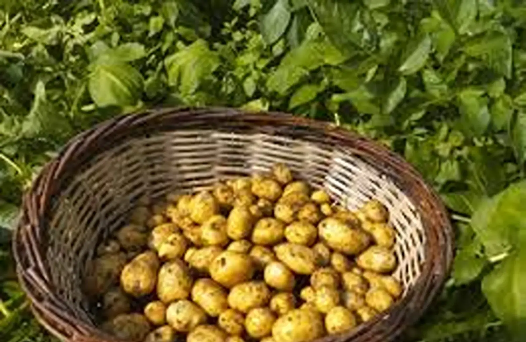 pomme de terre nouvelle