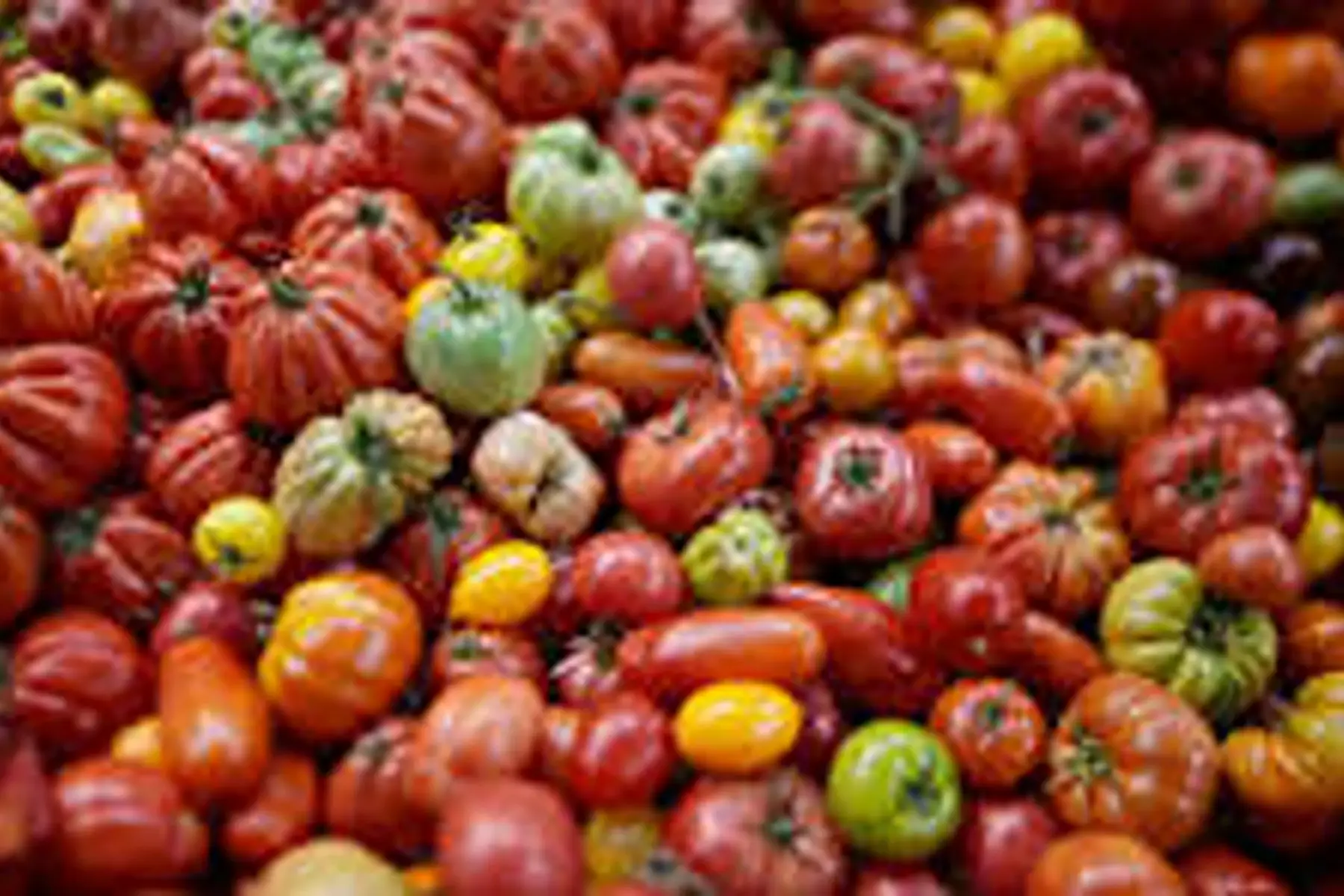 tomates anciennes