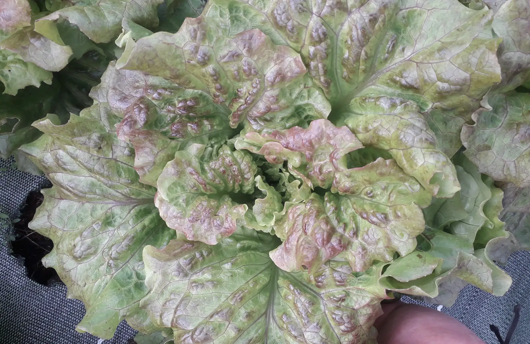 laitue marbré rouge