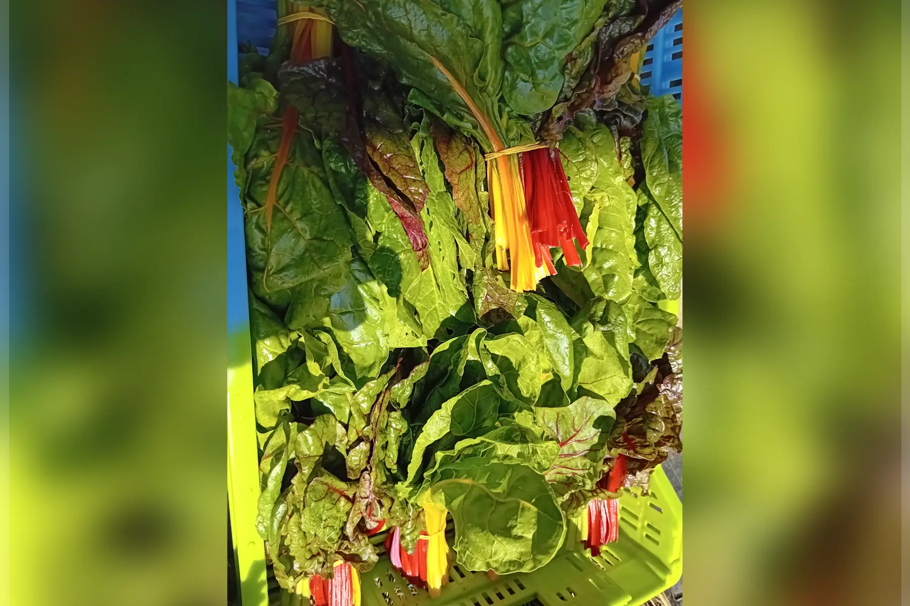 botte de blettes de couleur