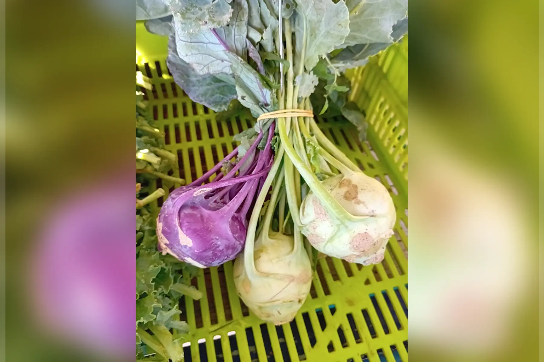 botte de chou rave (4pcs/botte)