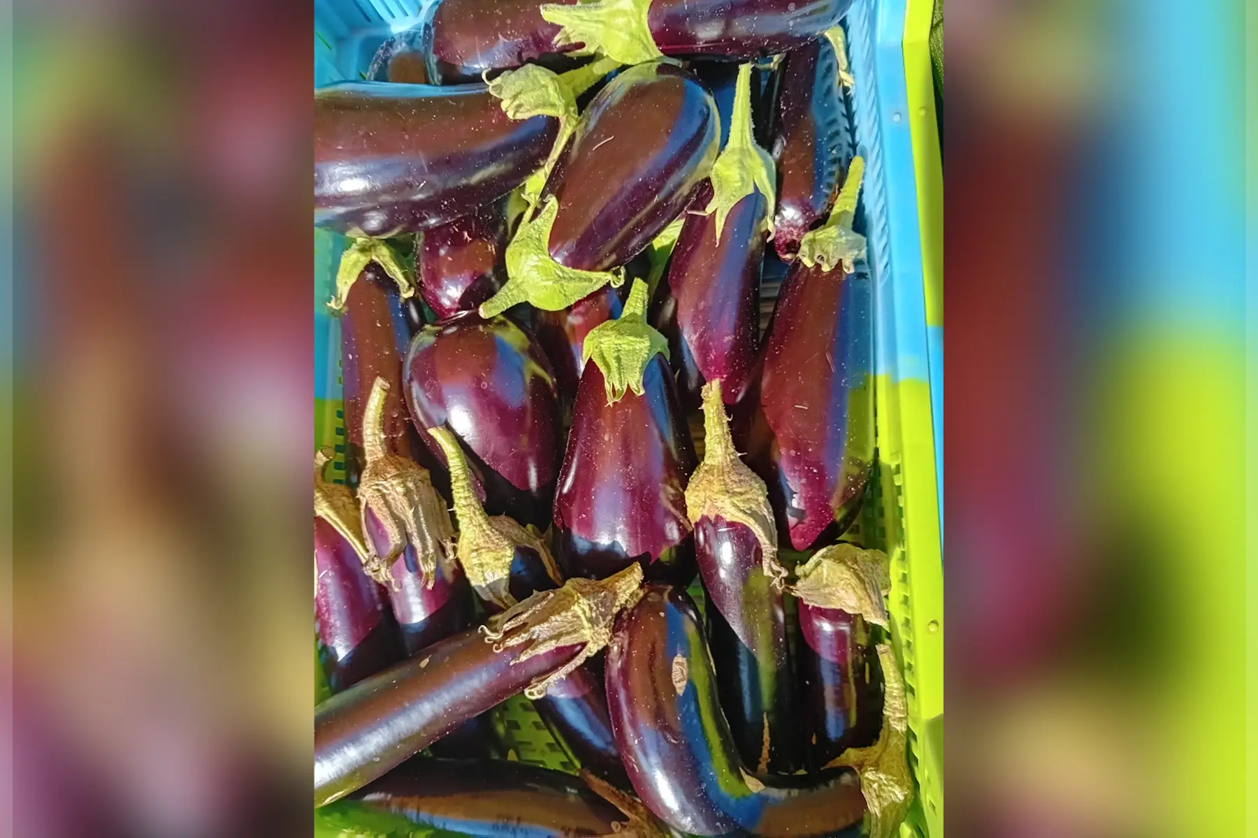 aubergine