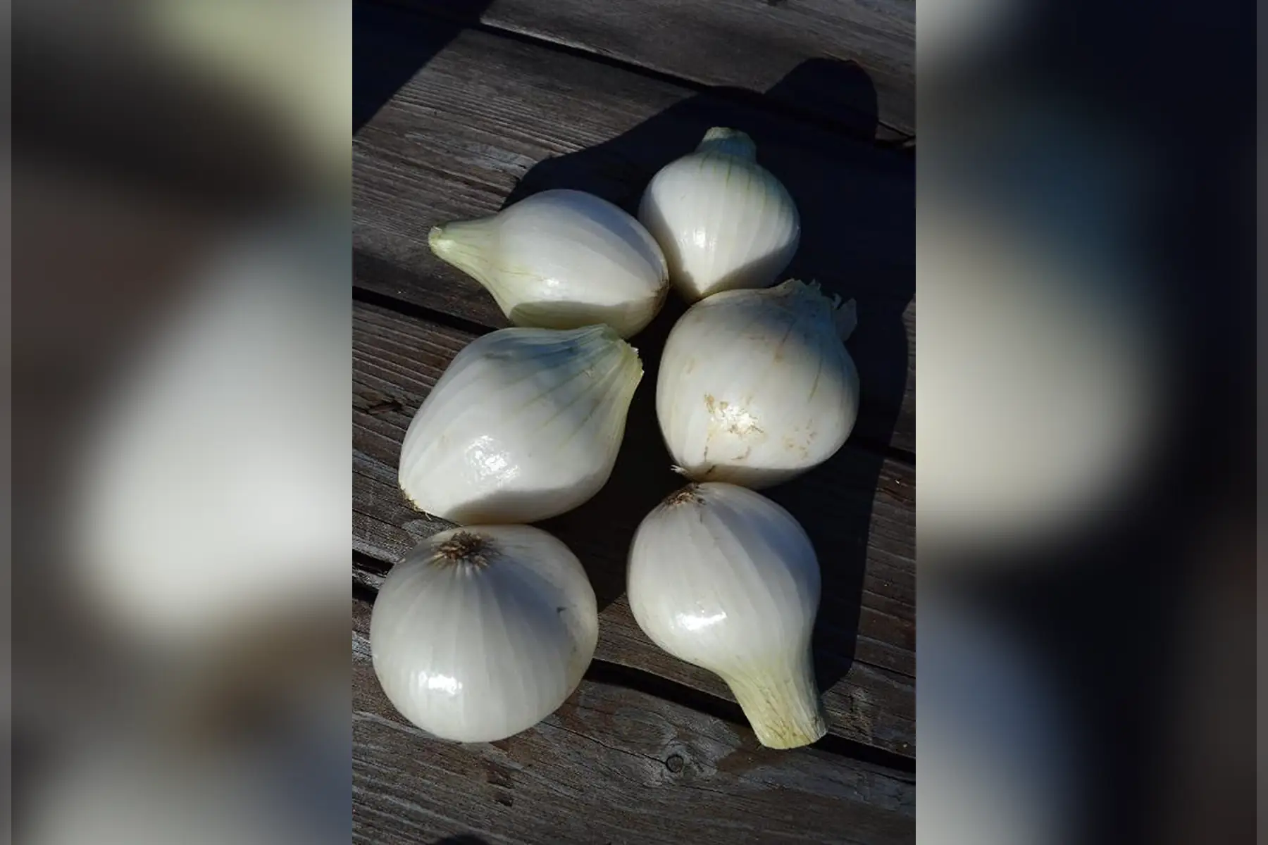 oignons blancs au kg