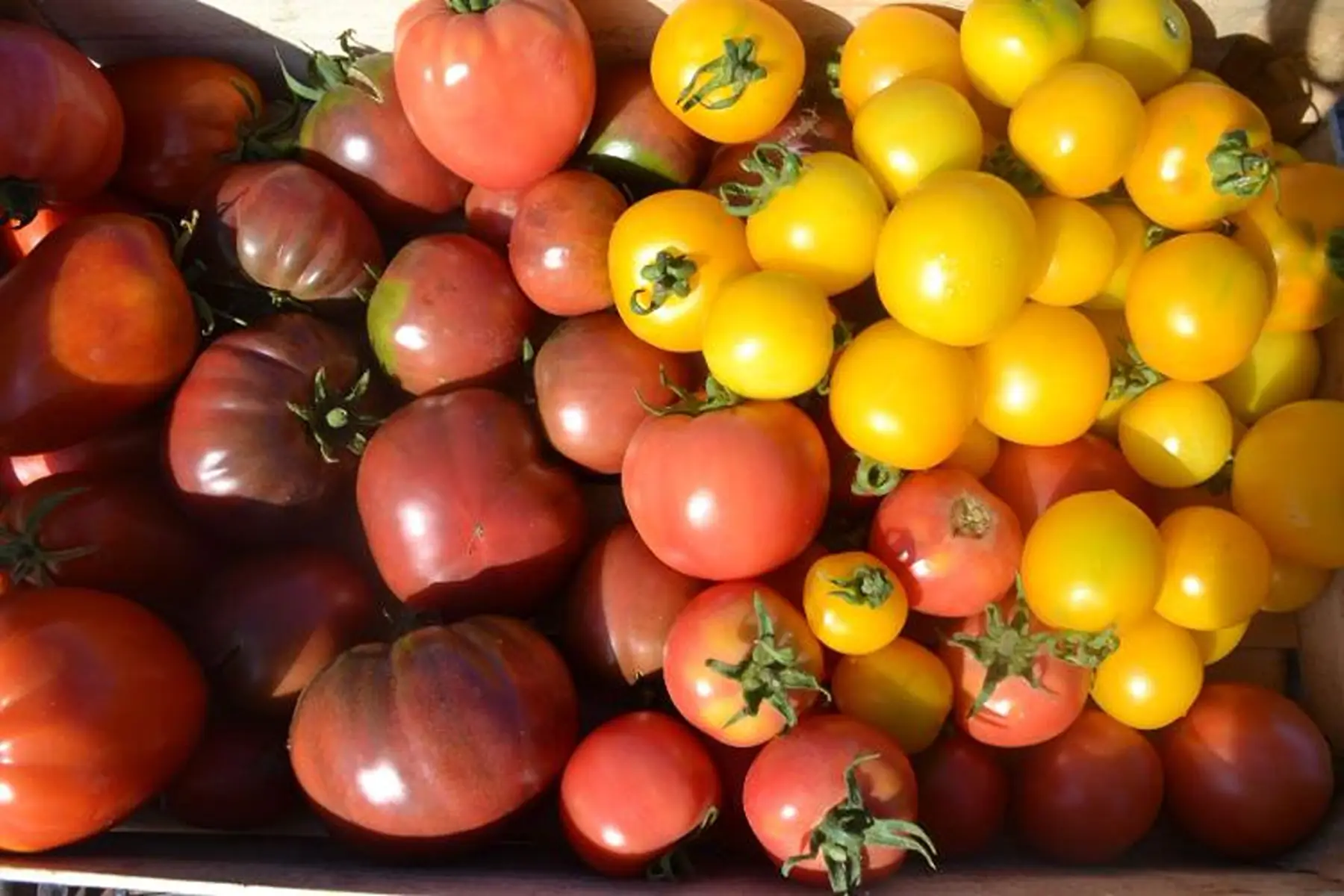 tomates variétés anciennes, caisse de 3kg