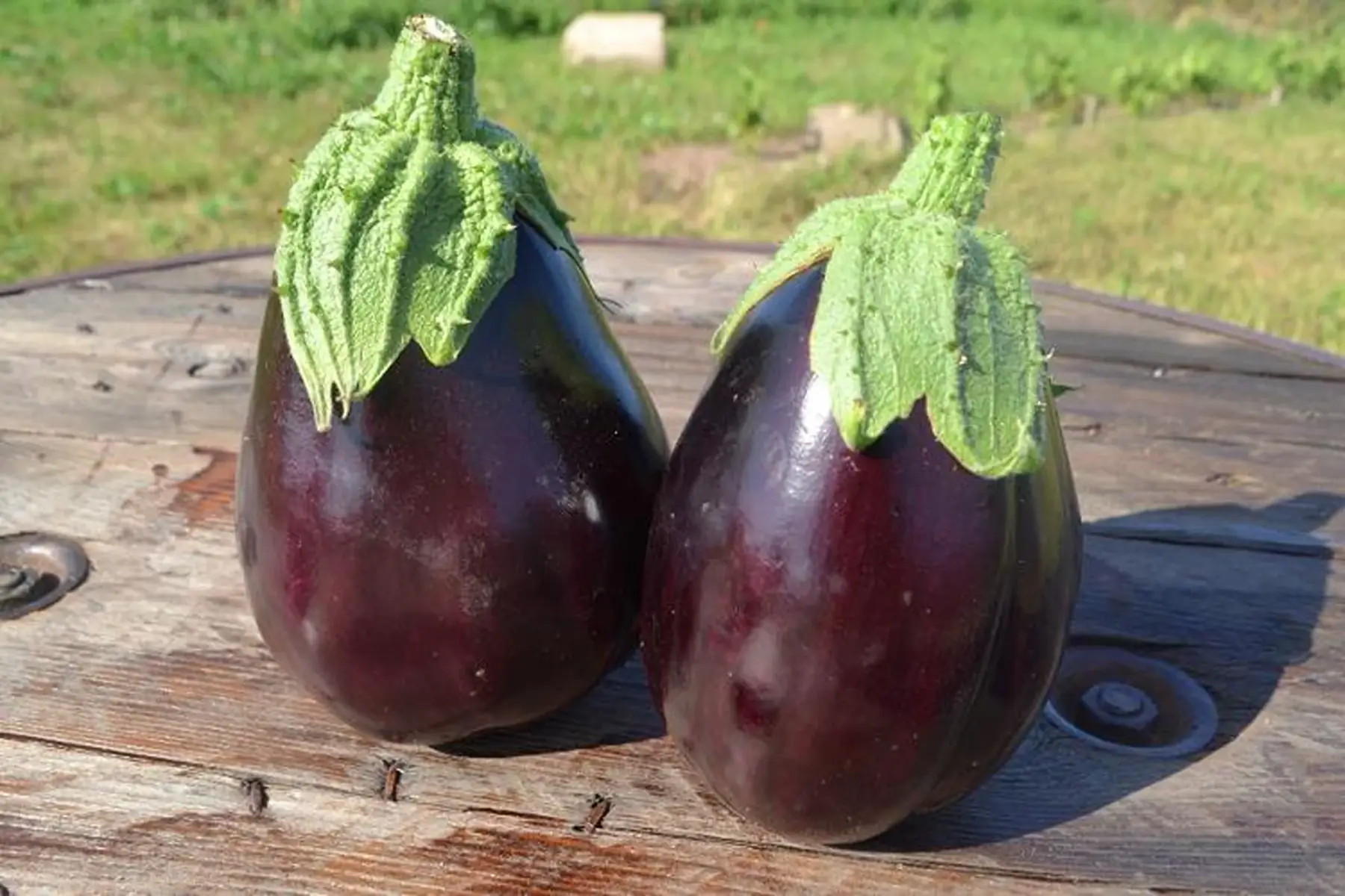 aubergines