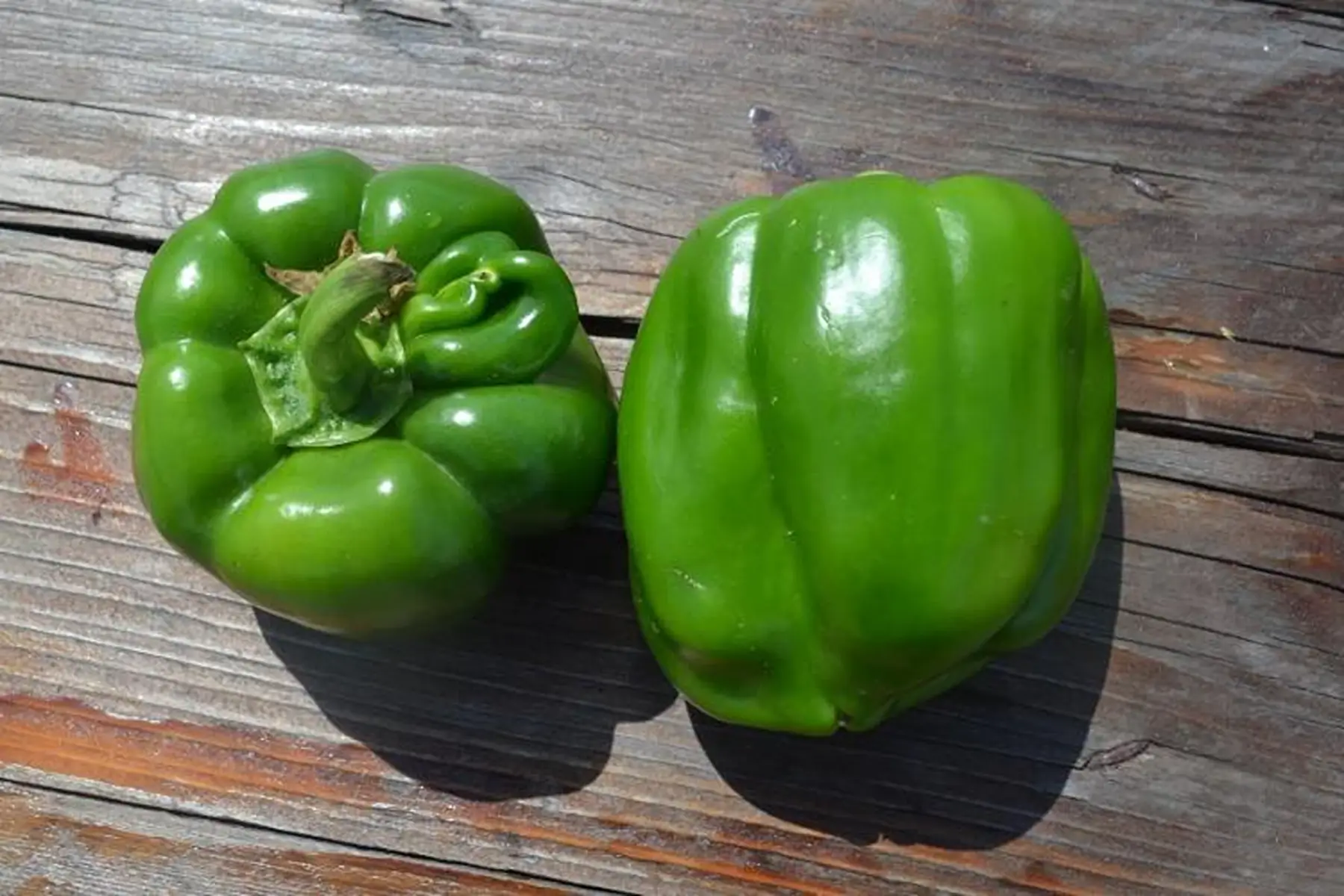 poivron vert