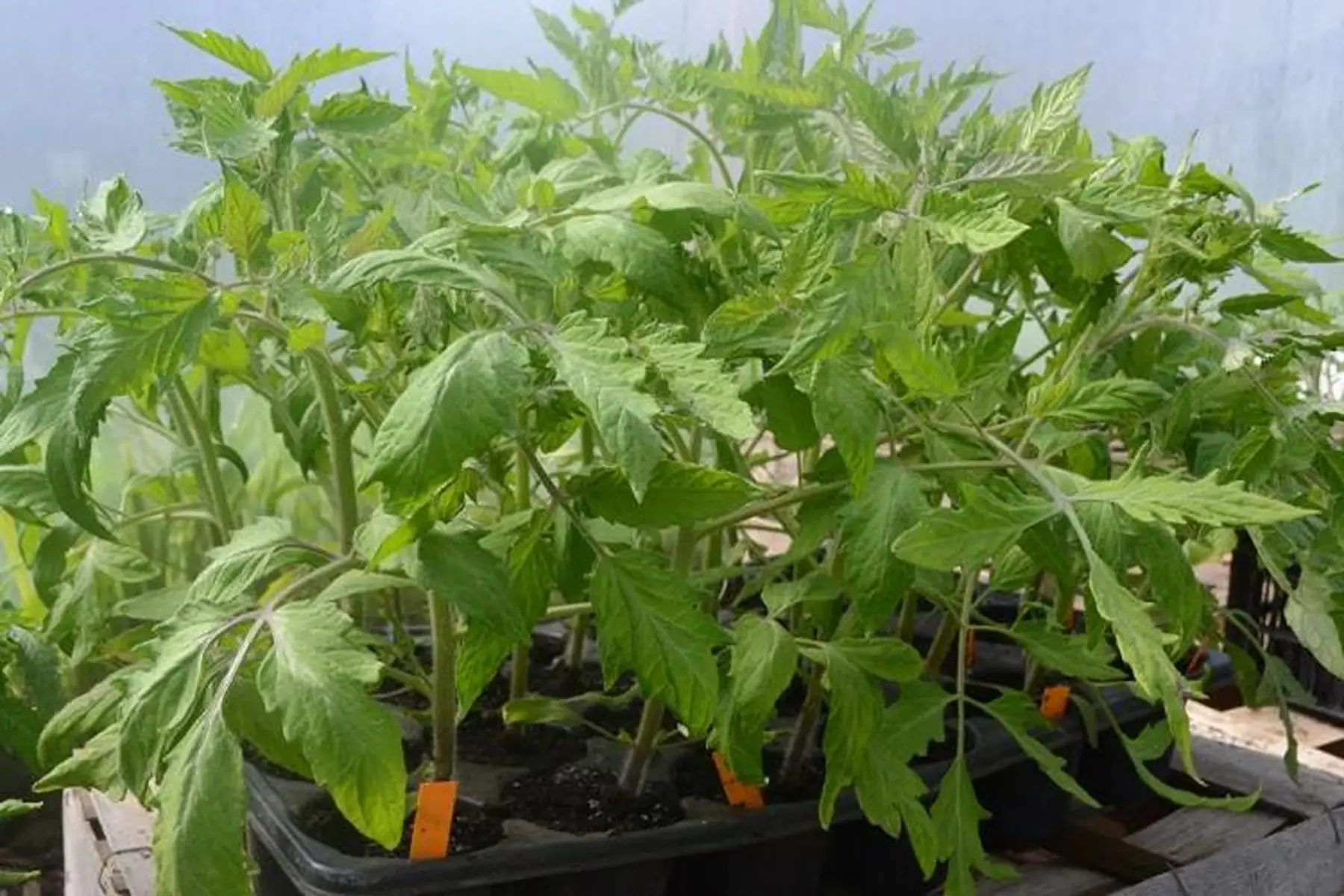 plant de tomates