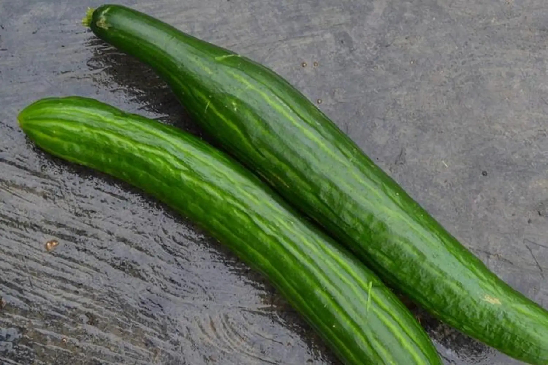concombre long