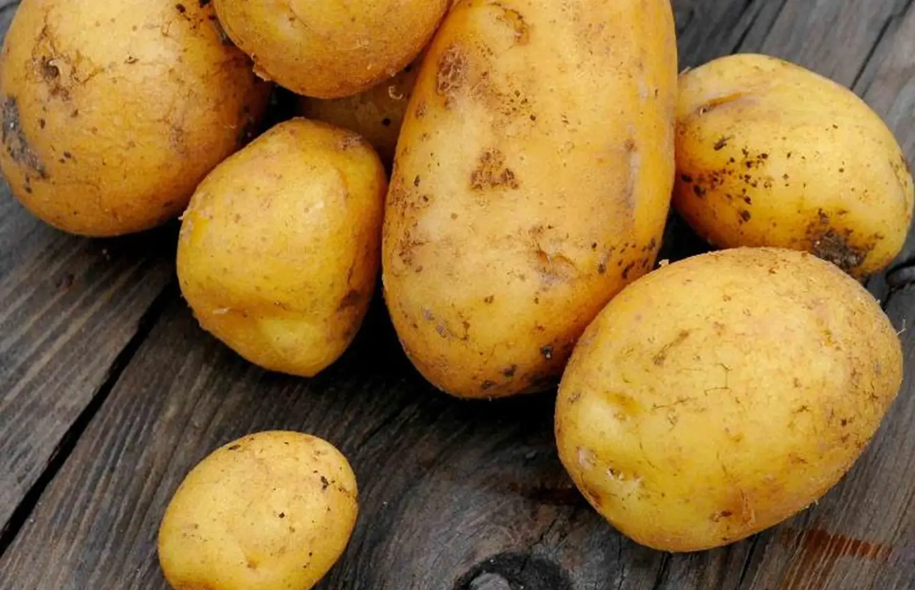 pommes de terre primeur