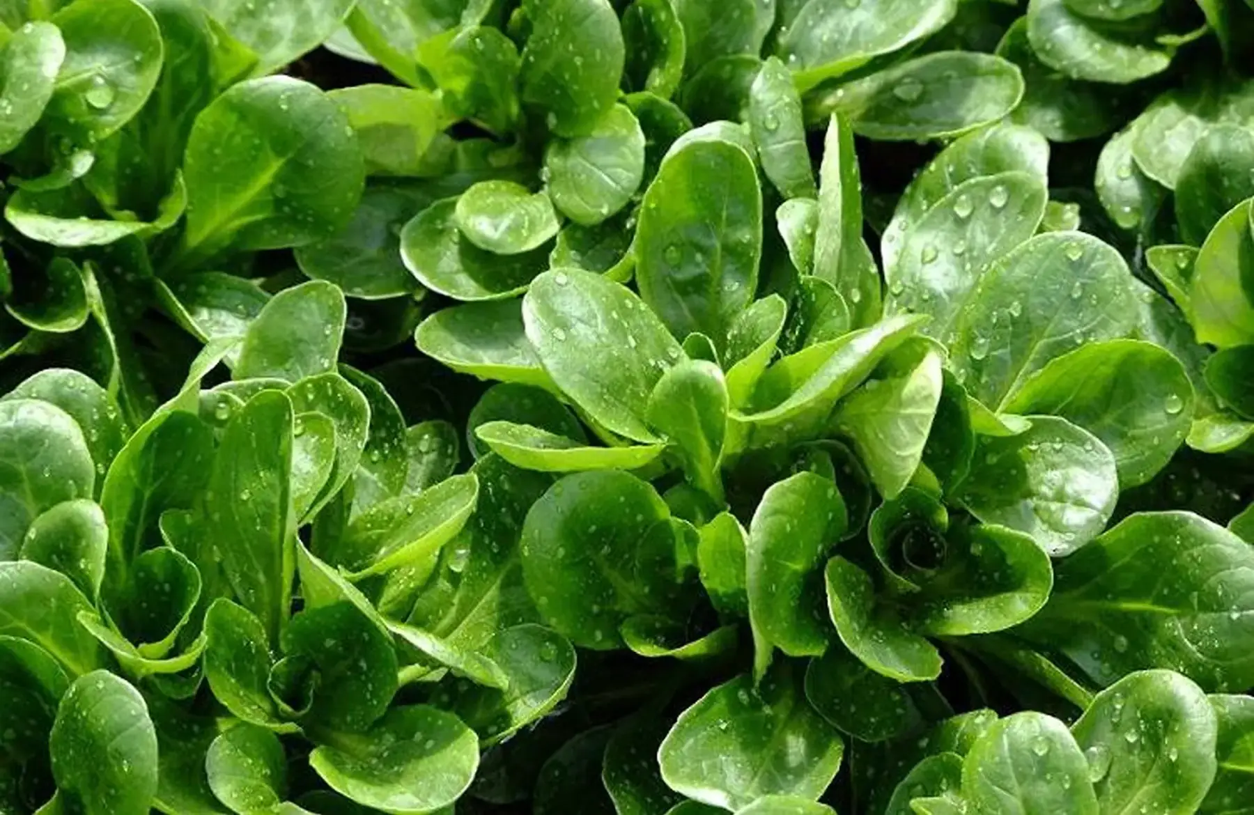 mâche sachet de 100g