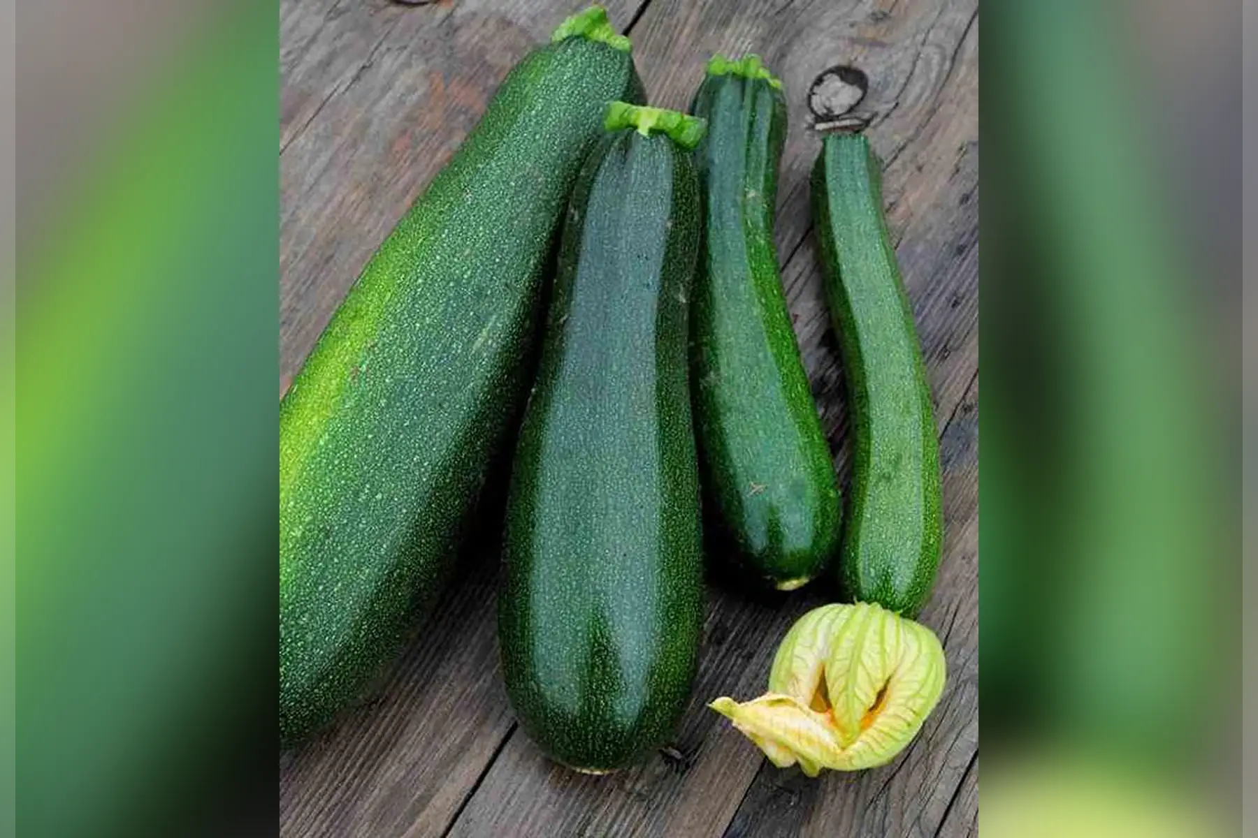 courgette verte