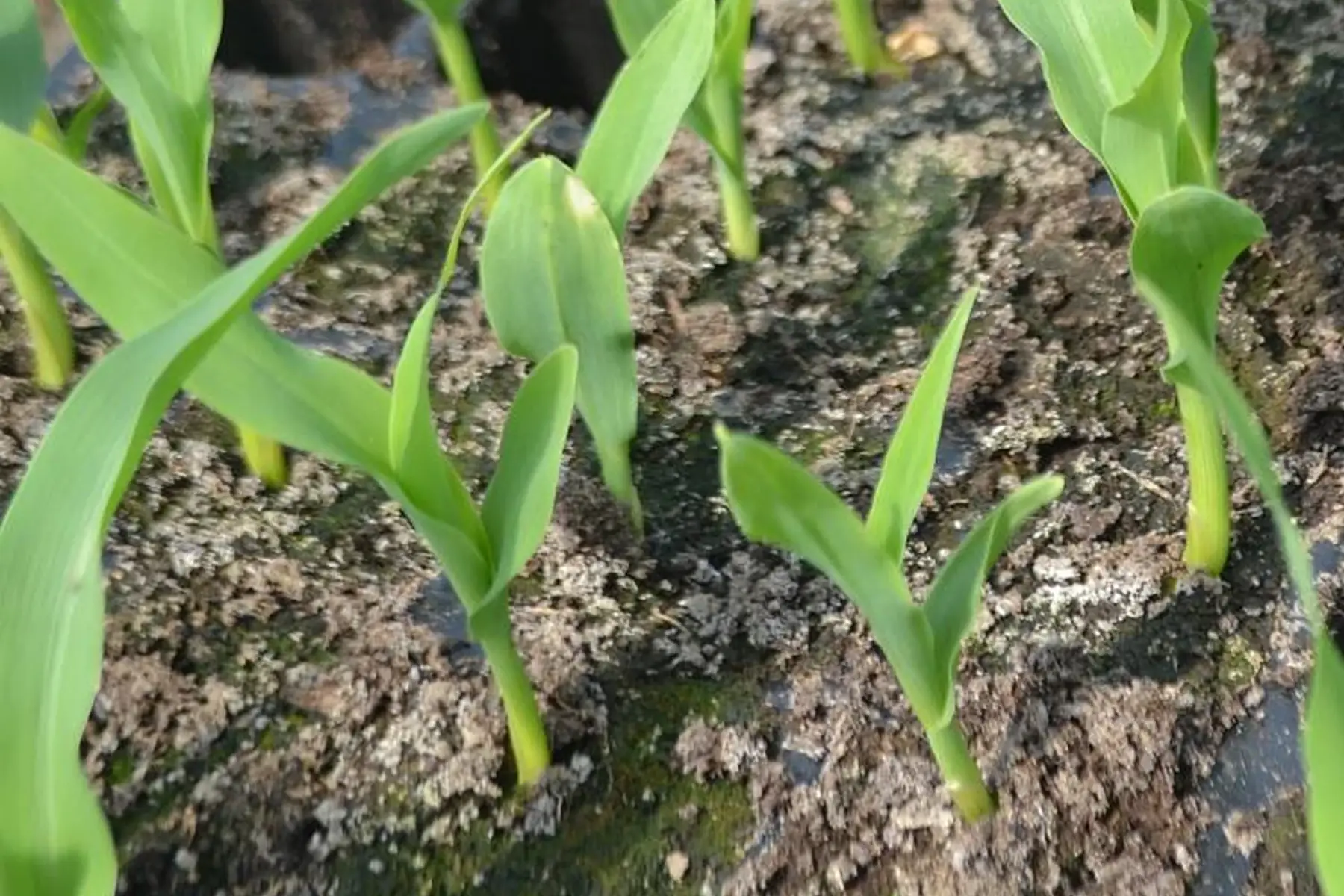 plant de maïs doux
