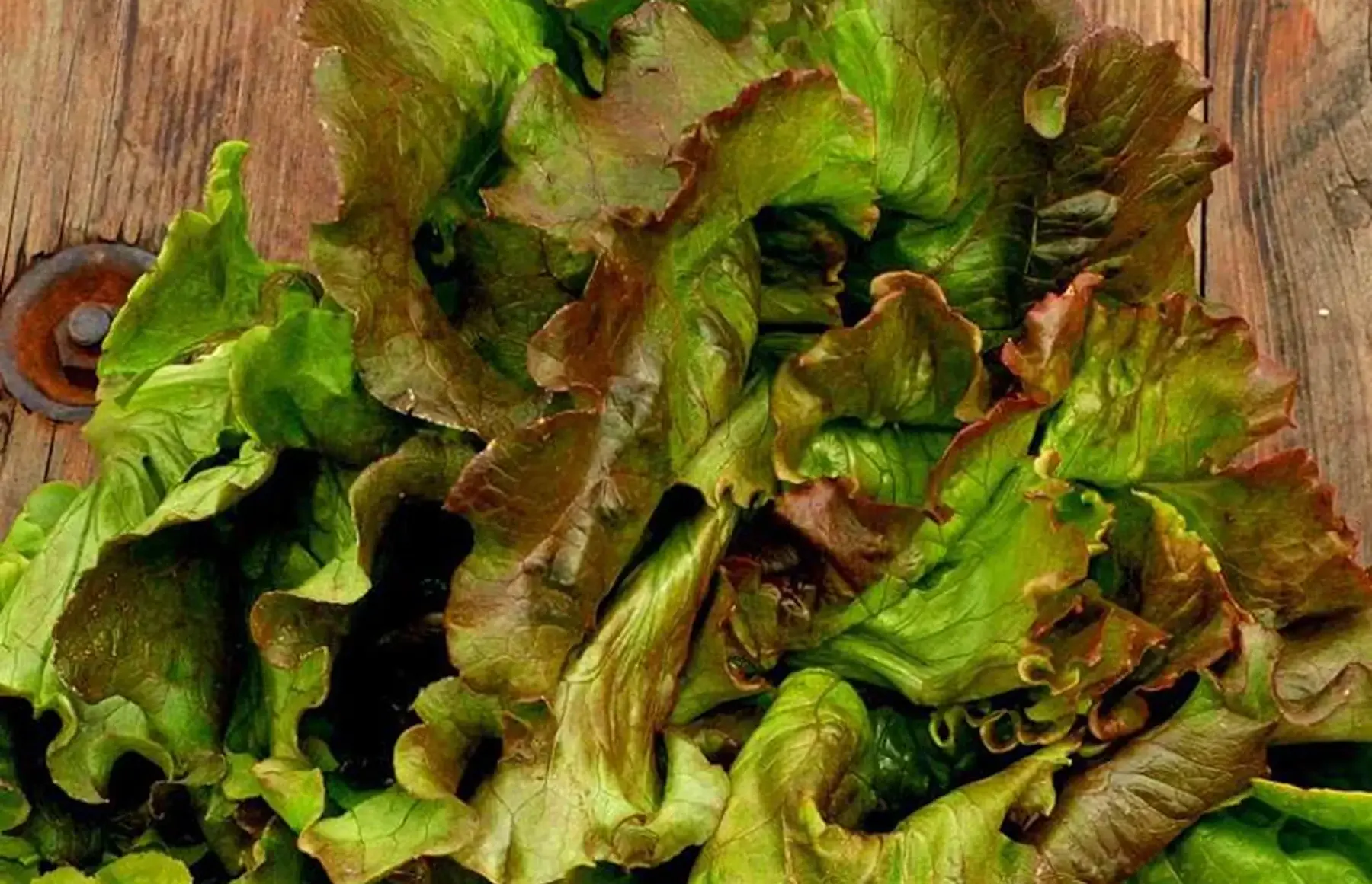 salade batavia rouge