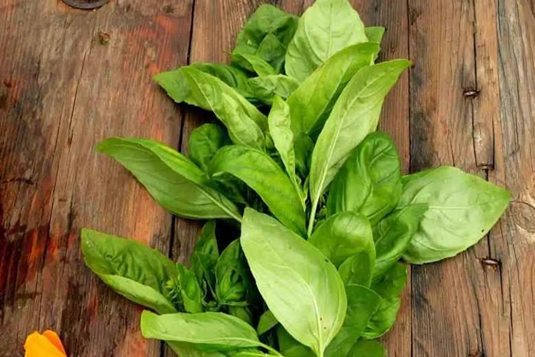 basilic