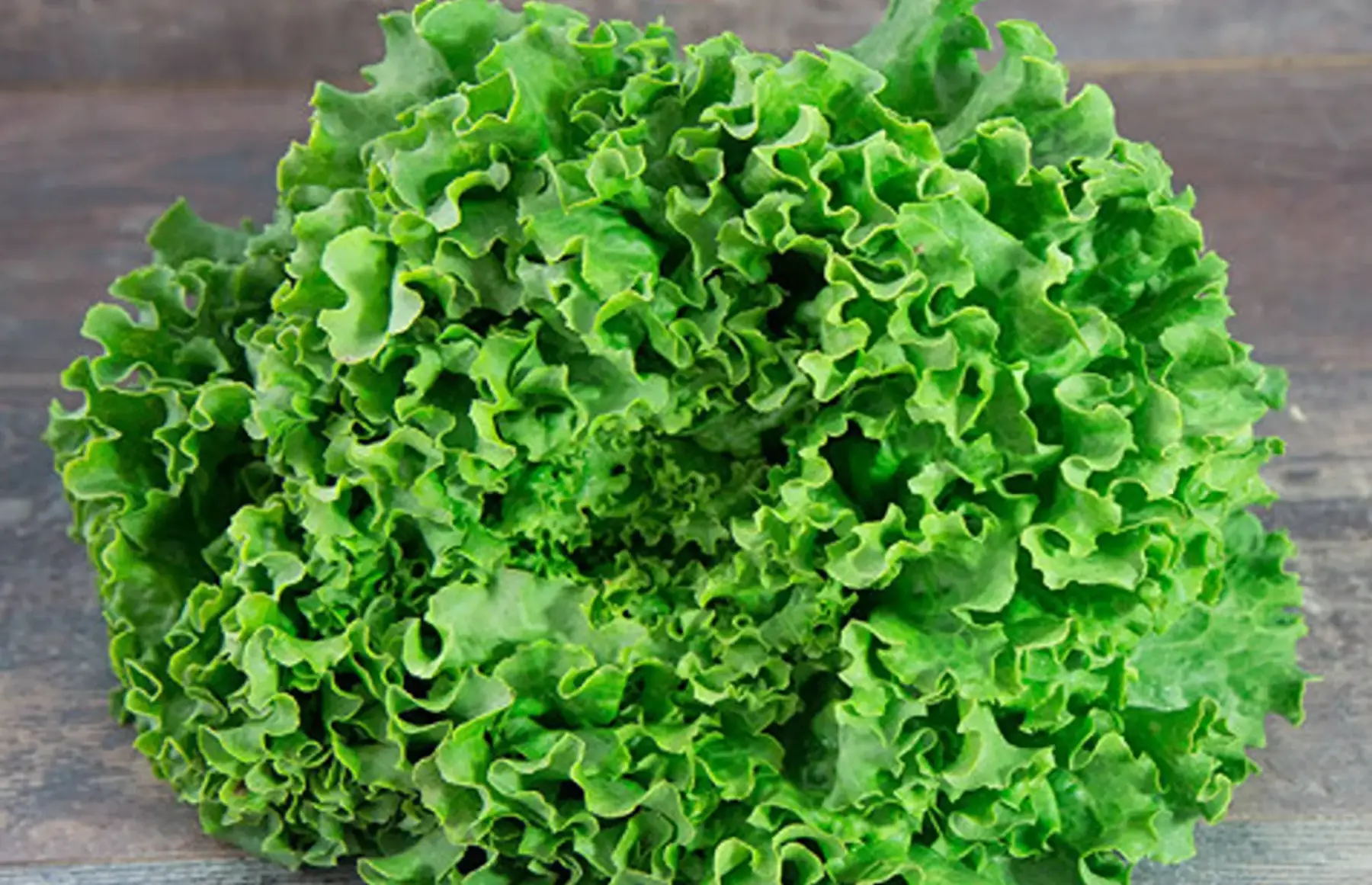 salade batavia verte