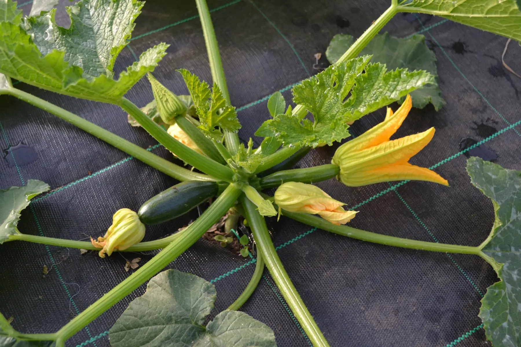 courgette verte - colis de 3kg