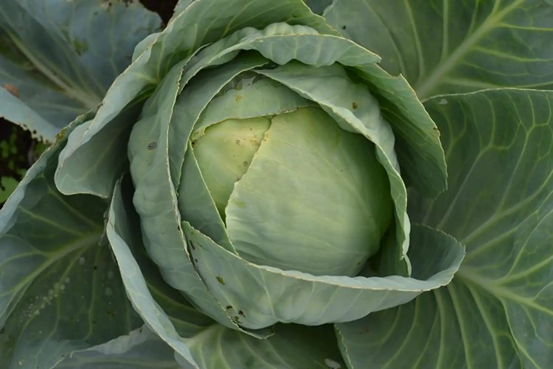 chou vert (un chou d'environ 1.4kg)