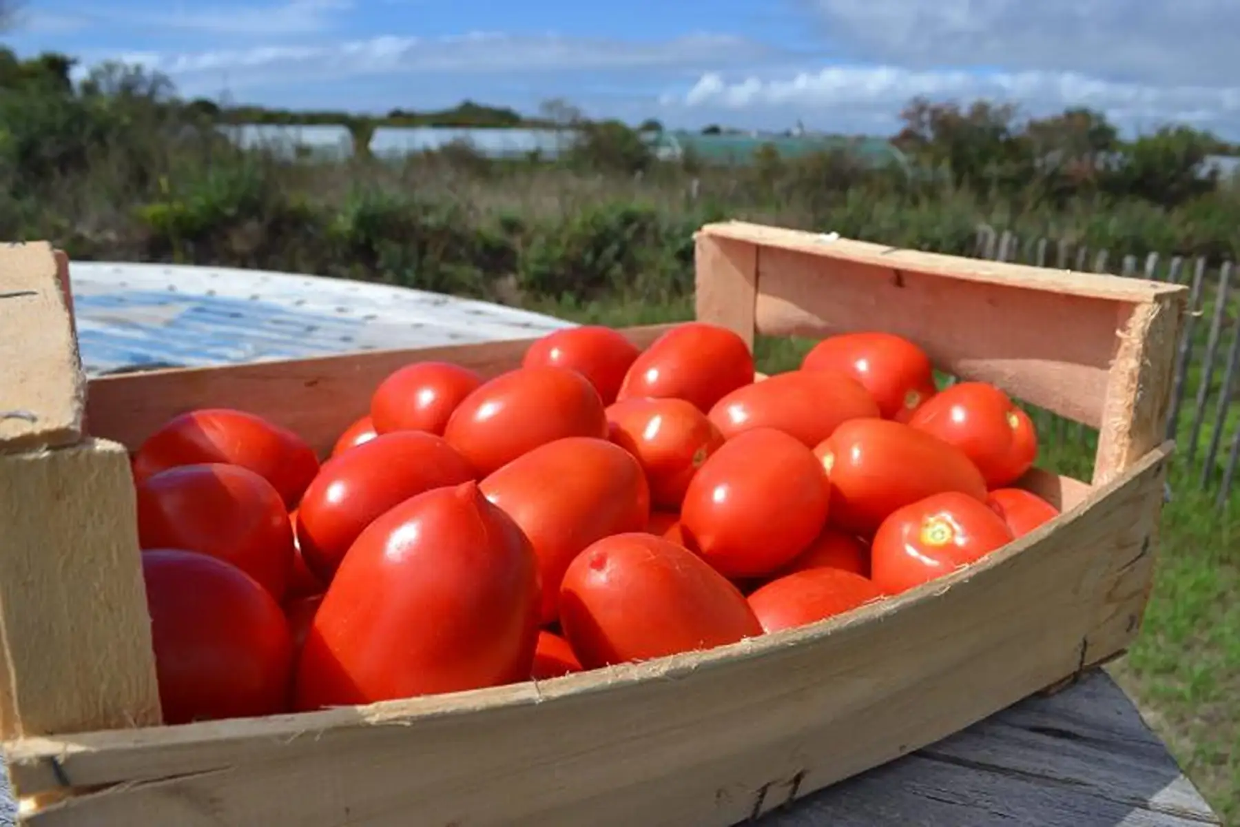 tomates olivettes pour coulis - caisse de 5kg