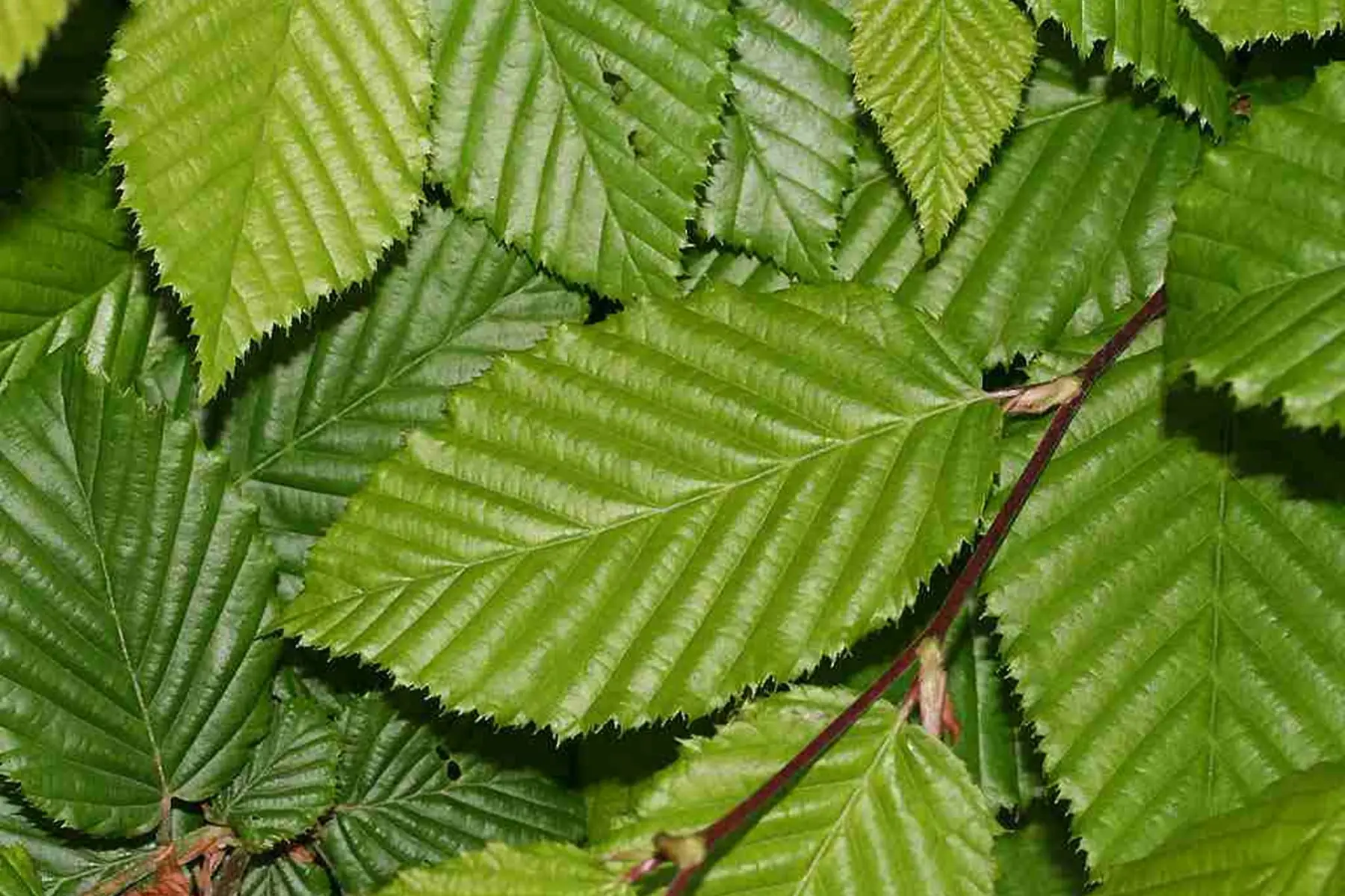 Charme commum (carpinus betulus)