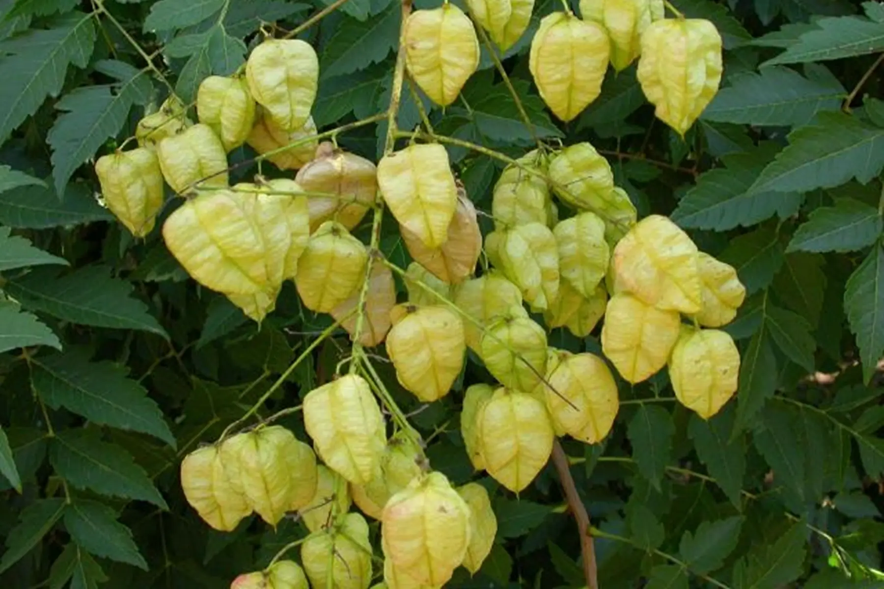 Savonnier (Koelreuteria paniculata)